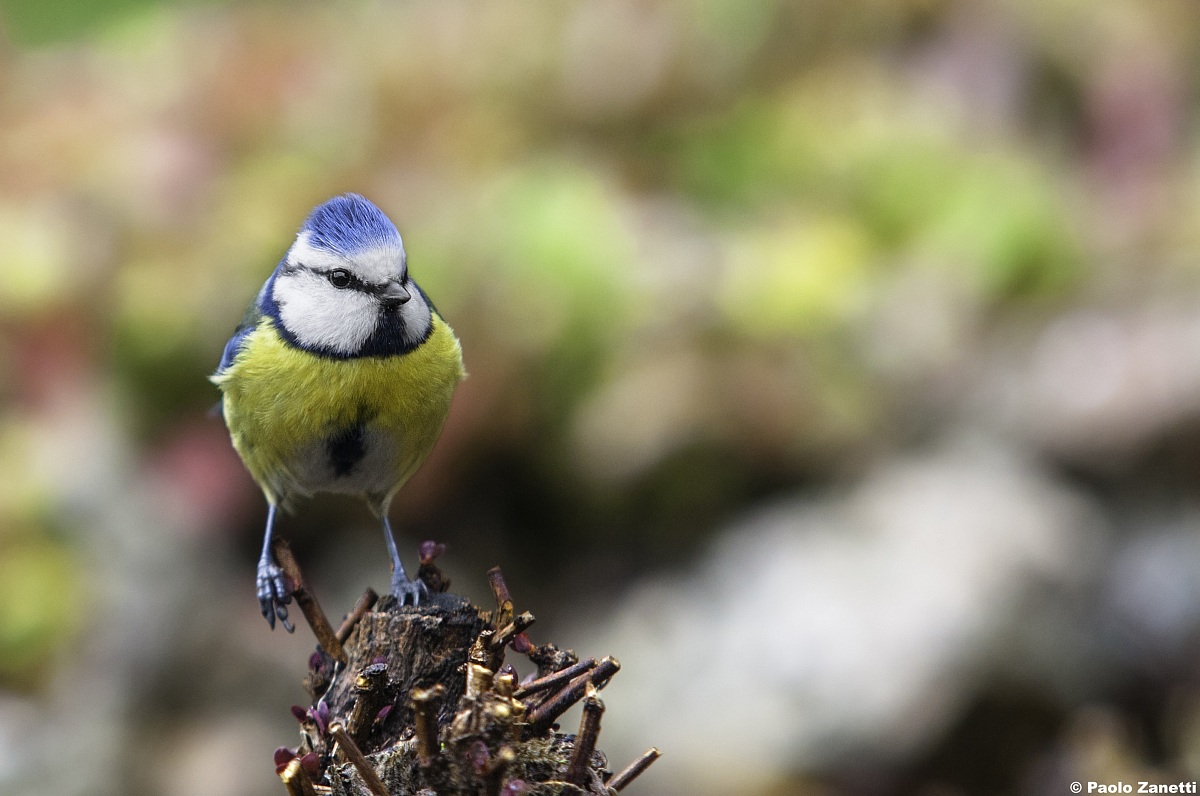 Blue Tit