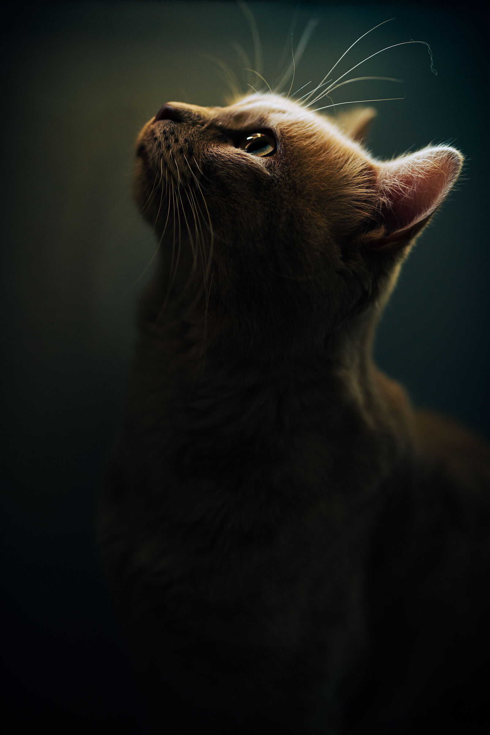 Romeo
