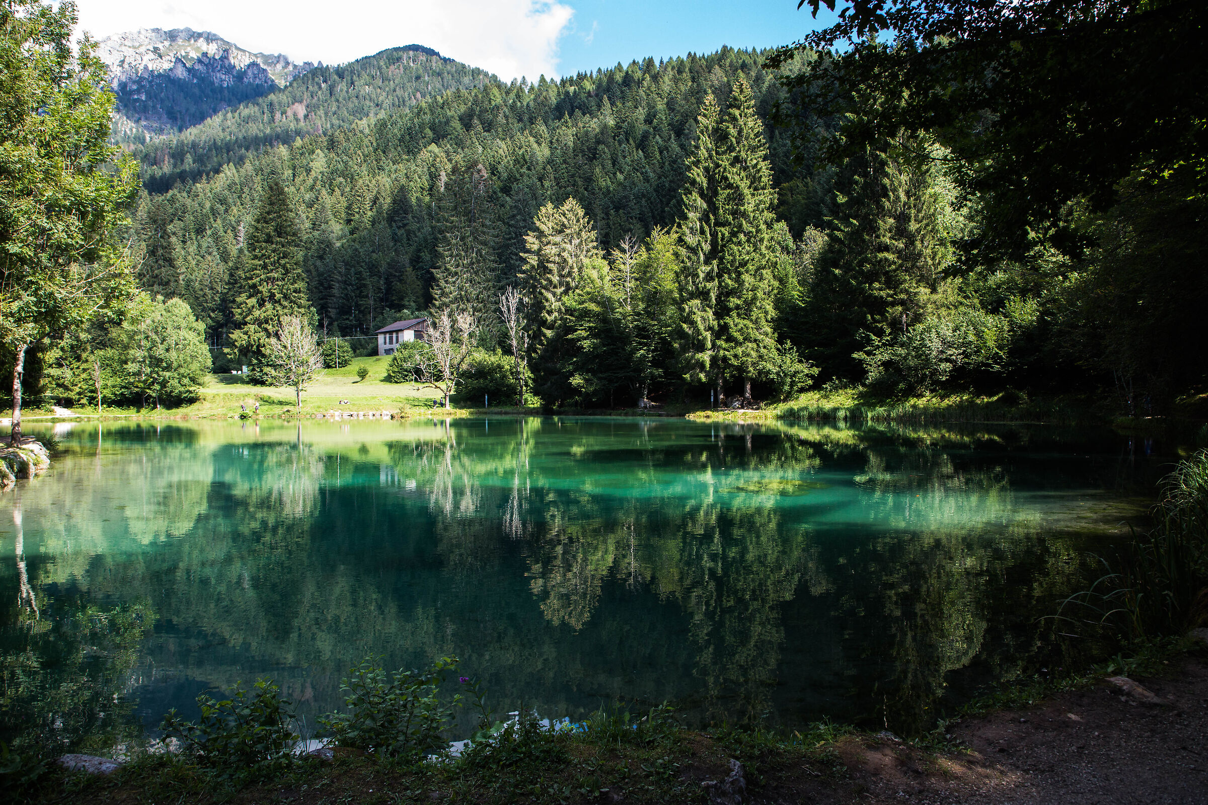 a thousand shades of green