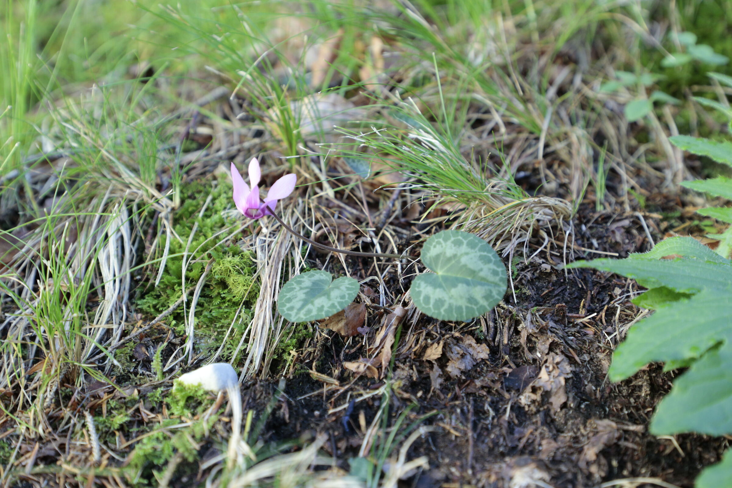 a tenuous cyclamen