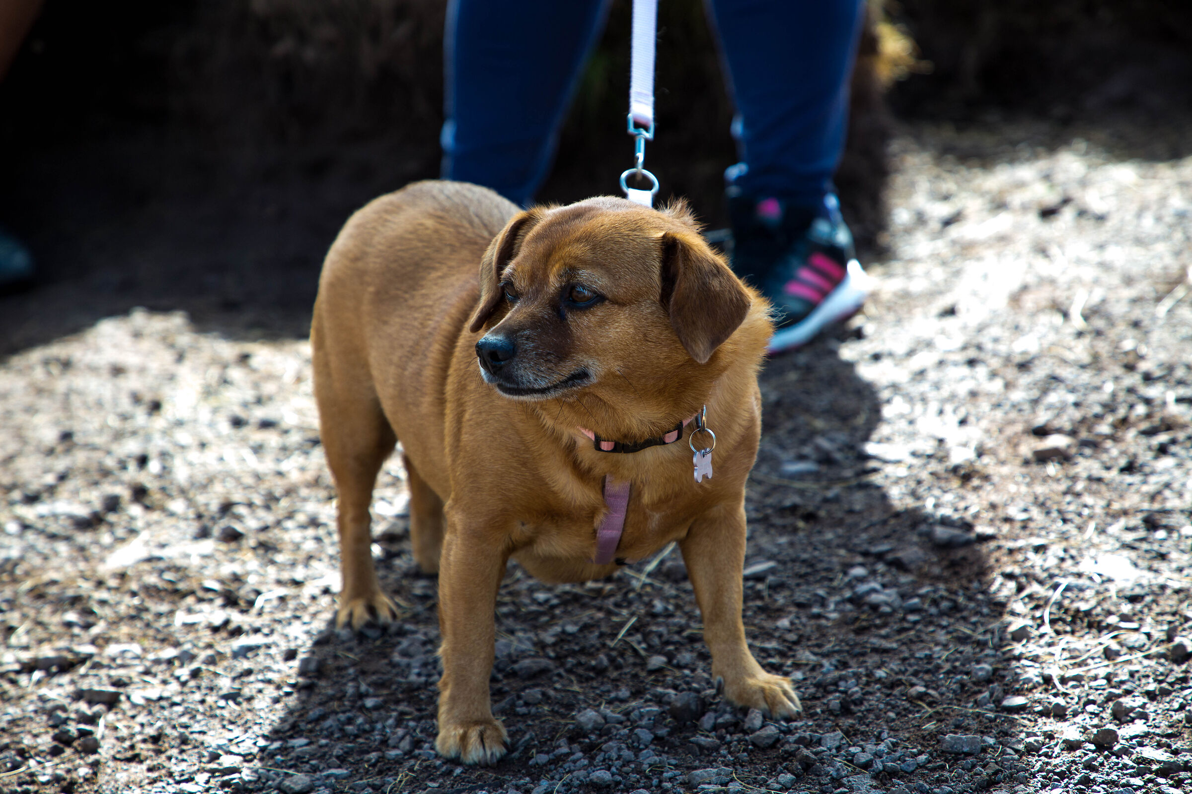 The prone Sunny companion of a thousand adventures