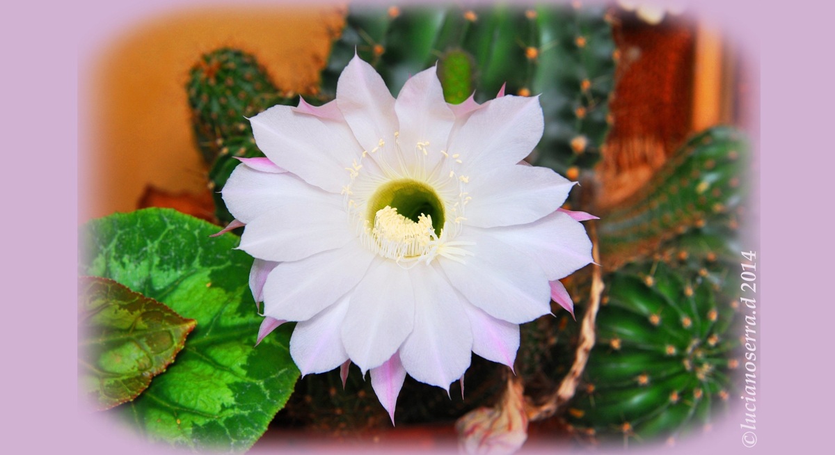 Cactus flower