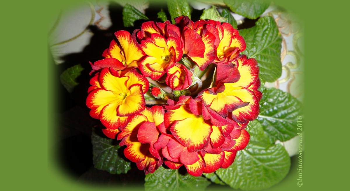 Primula