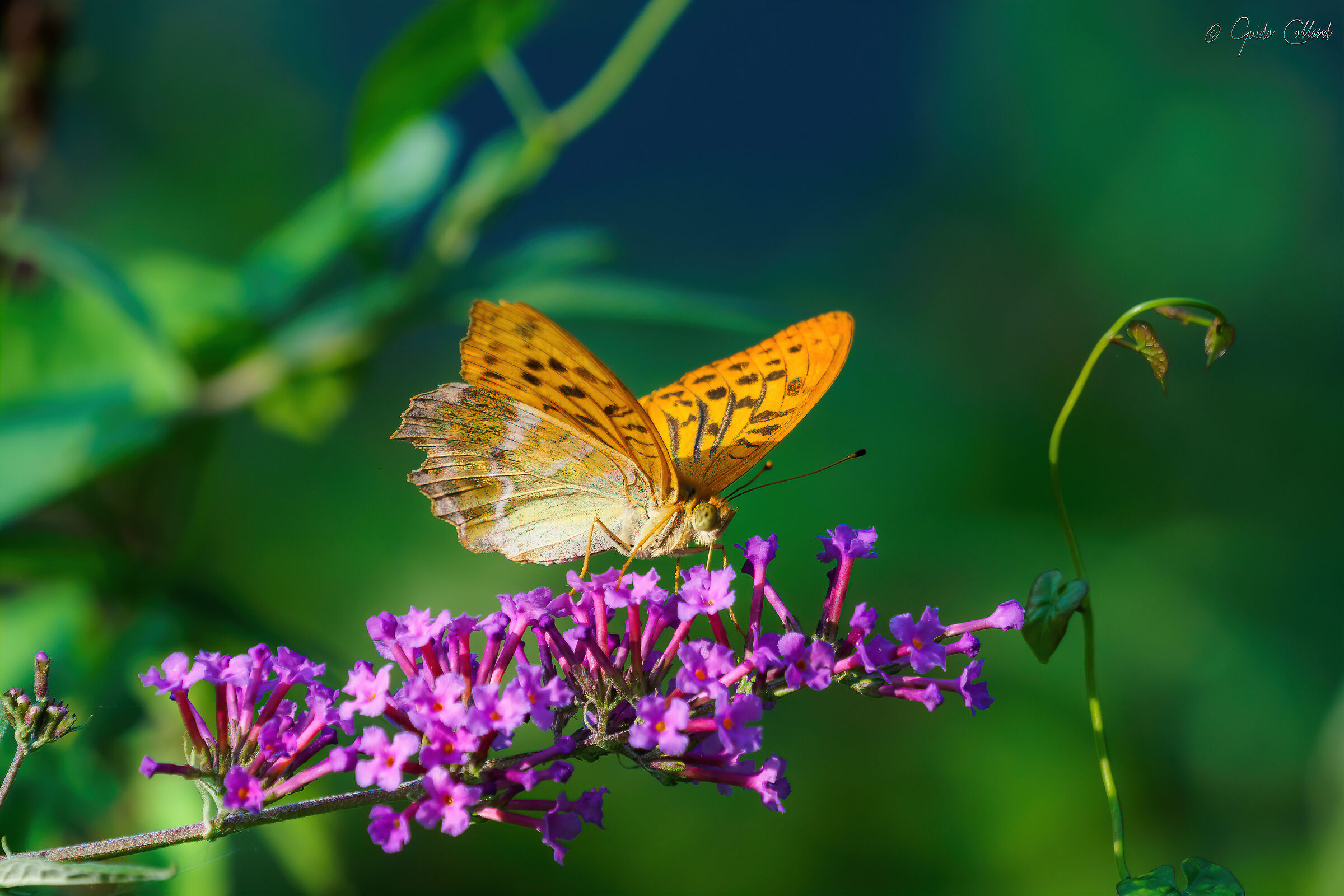 Butterfly and flower in contrast