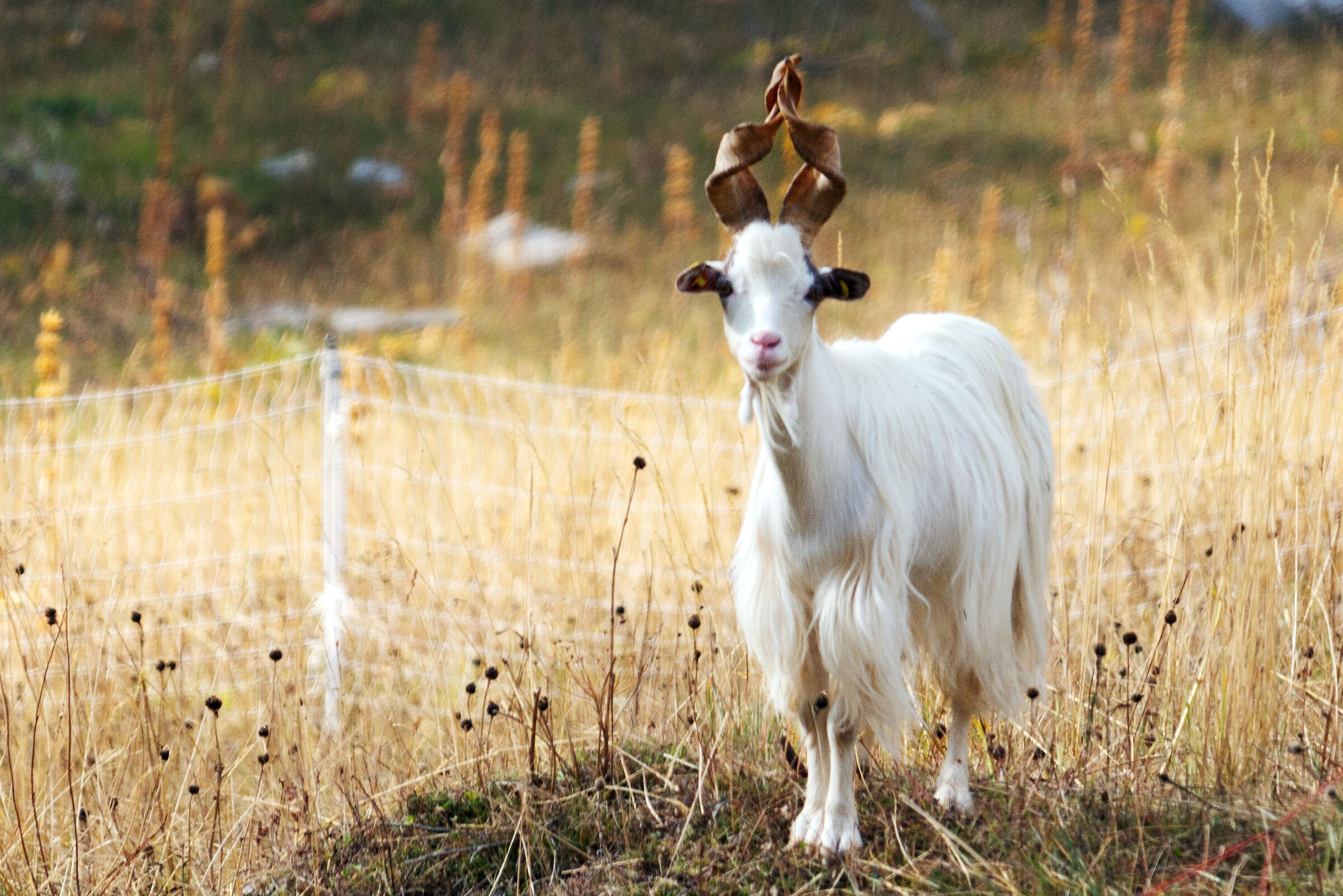 Capra girgentana