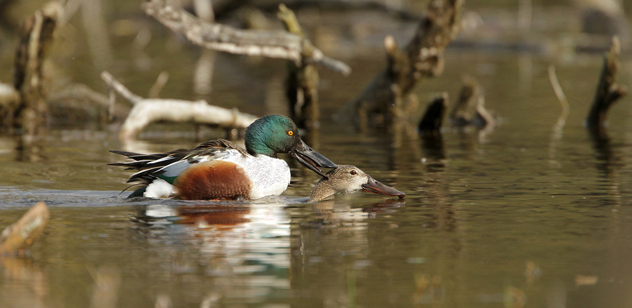 Shoveler in coupling
