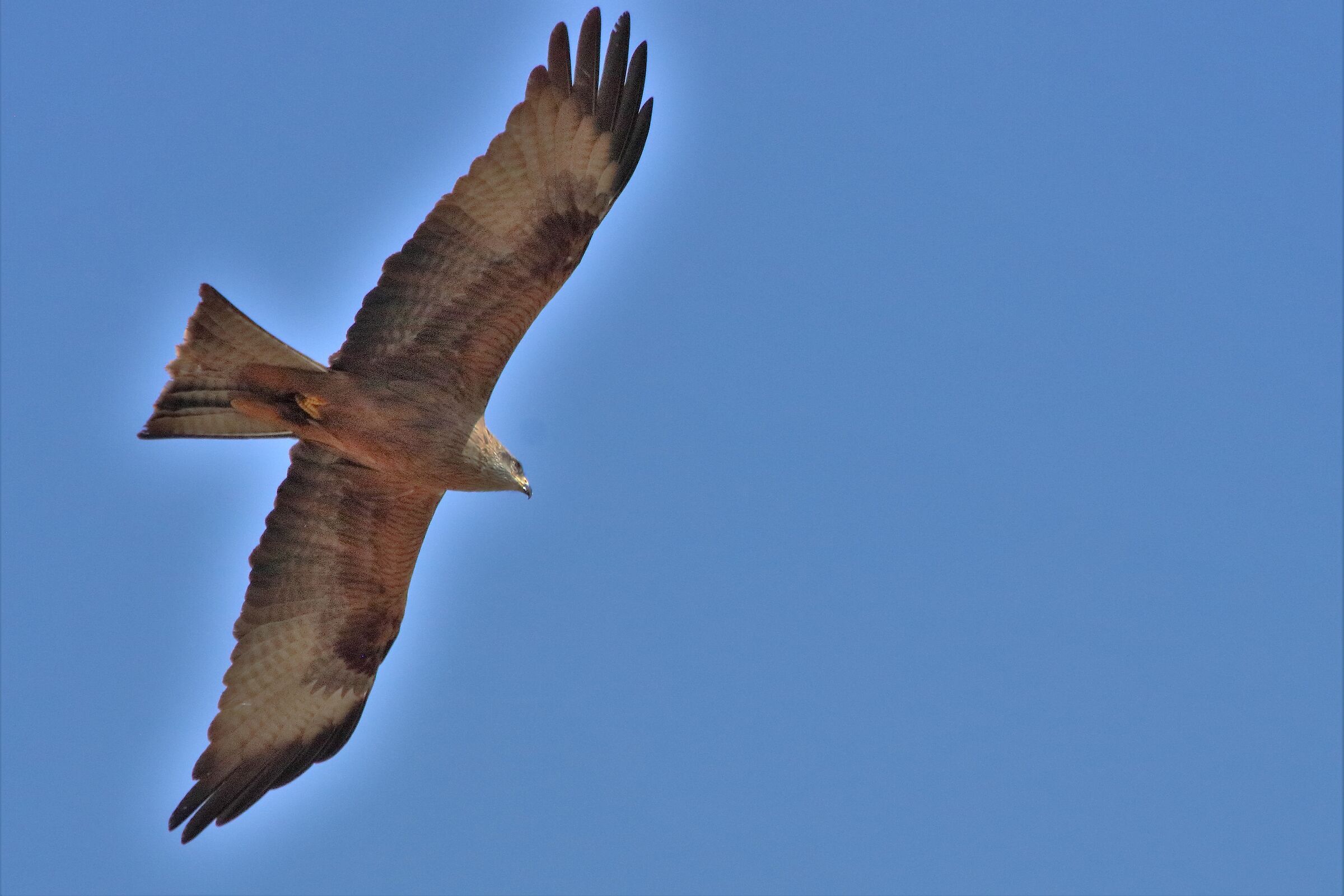 Black kite