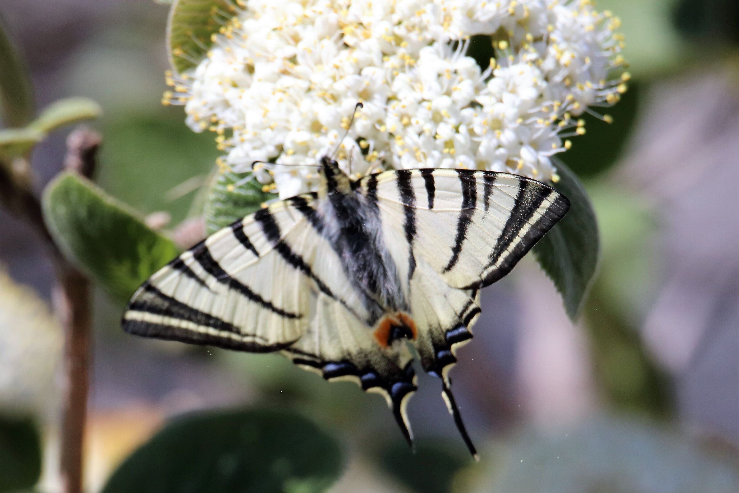 Swallowtail