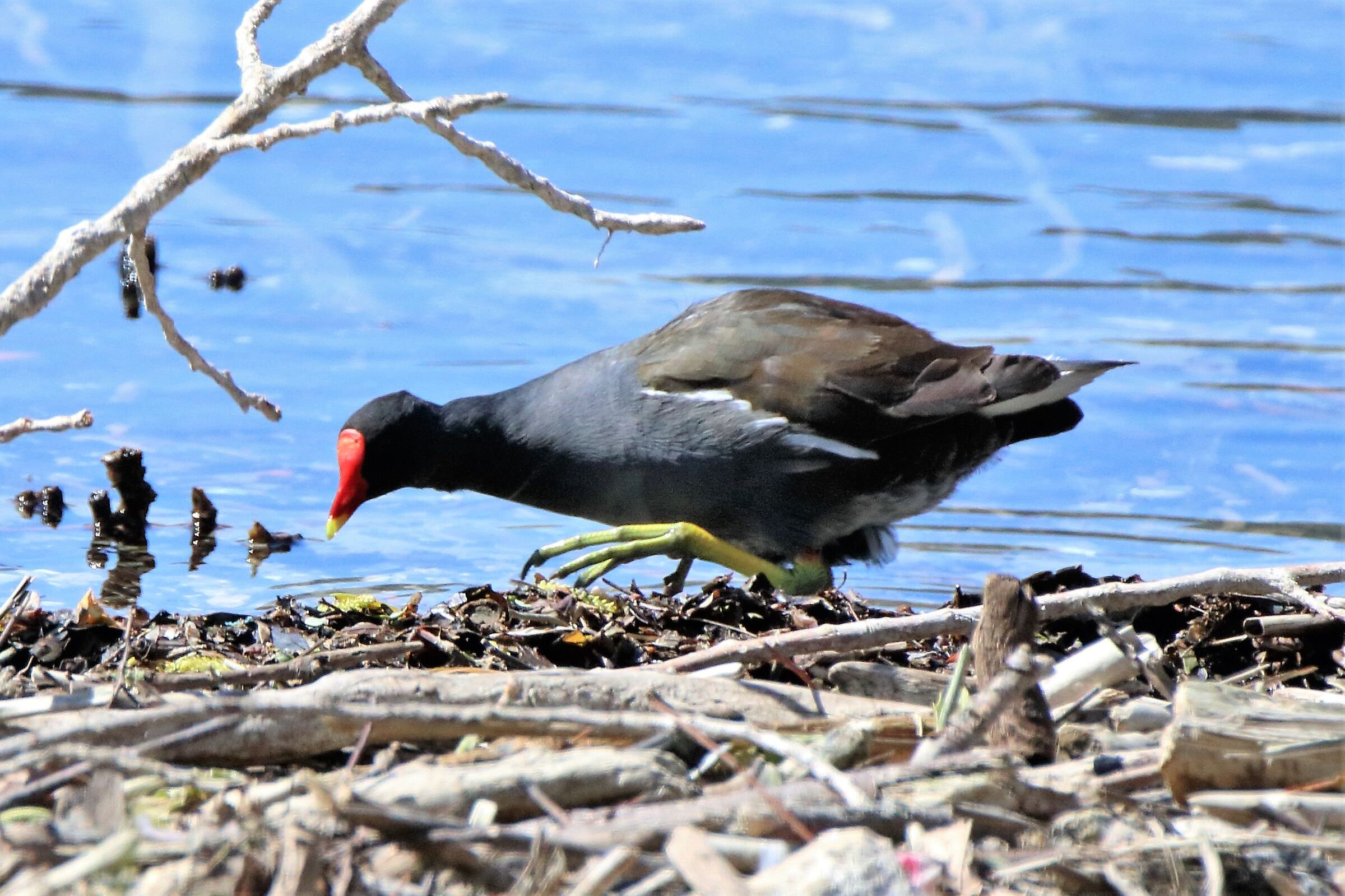 Moorhen