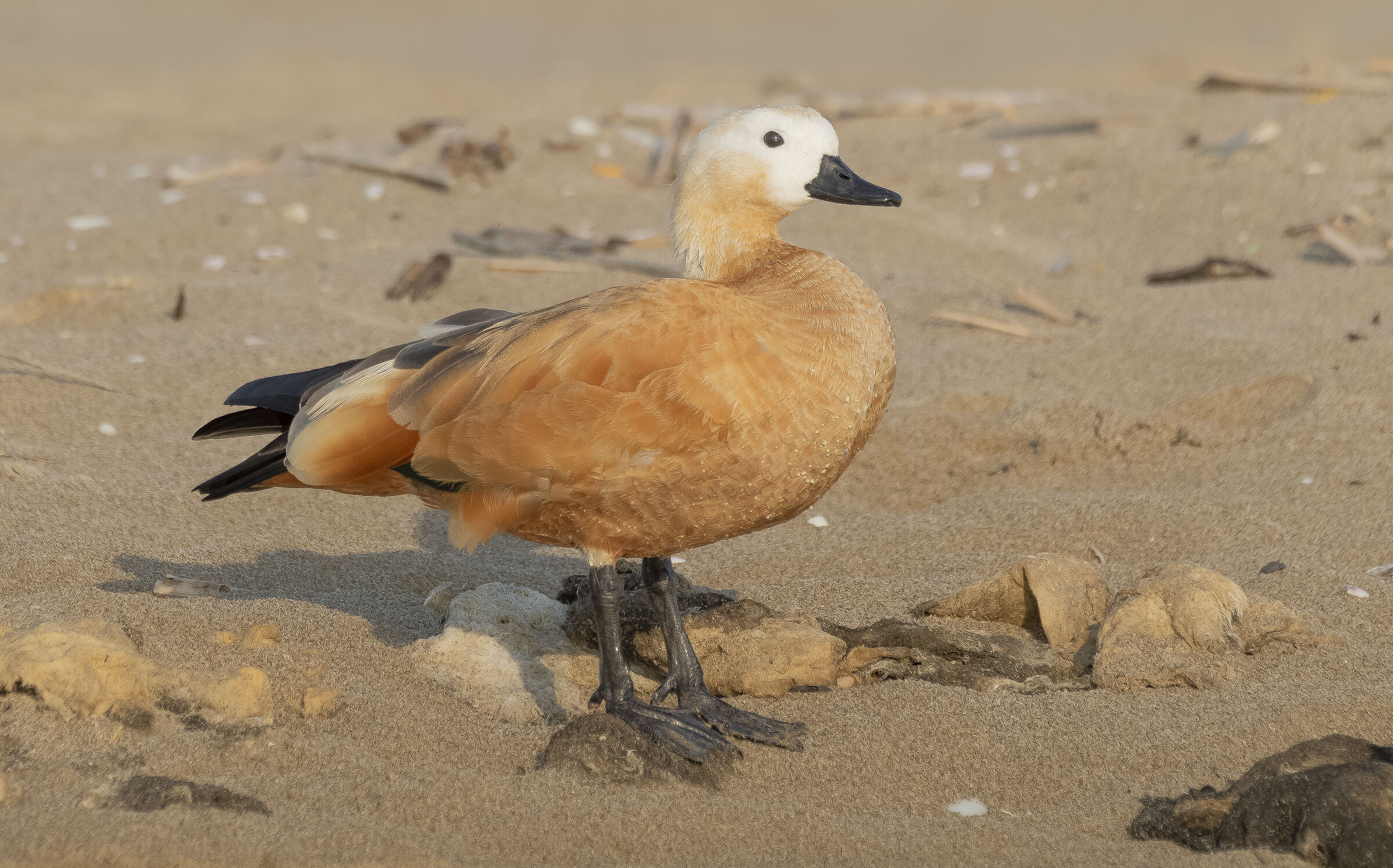Ruddy shelduck