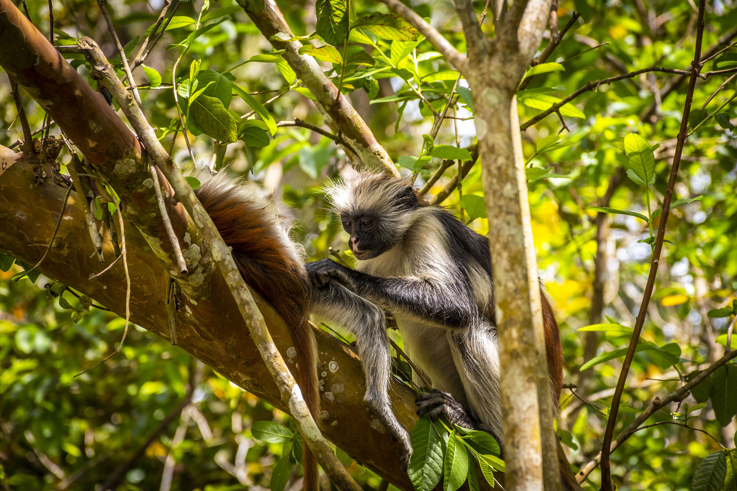 Coccole tra Red Colobus - Zanzibar
