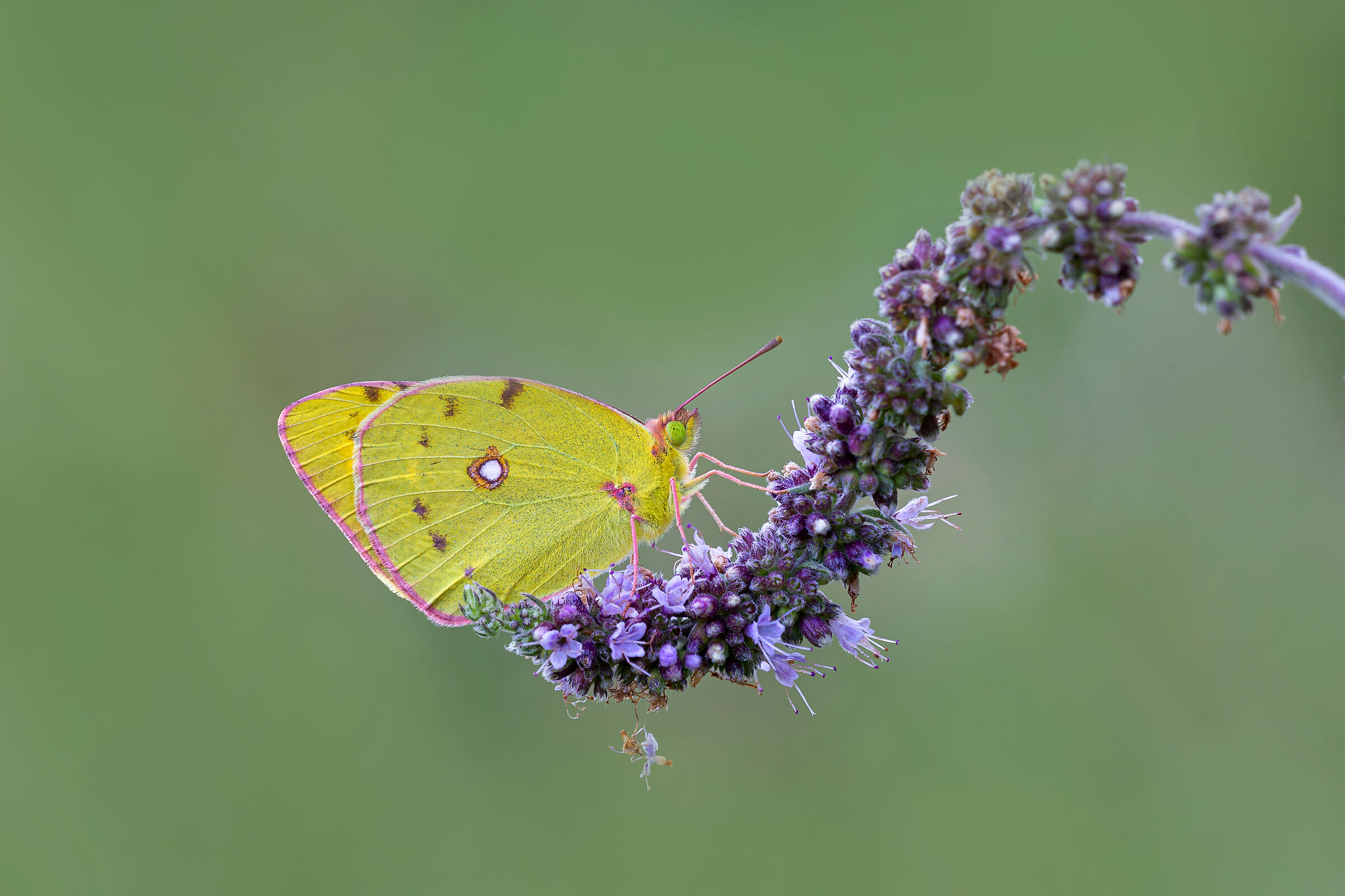 Colias Crocea