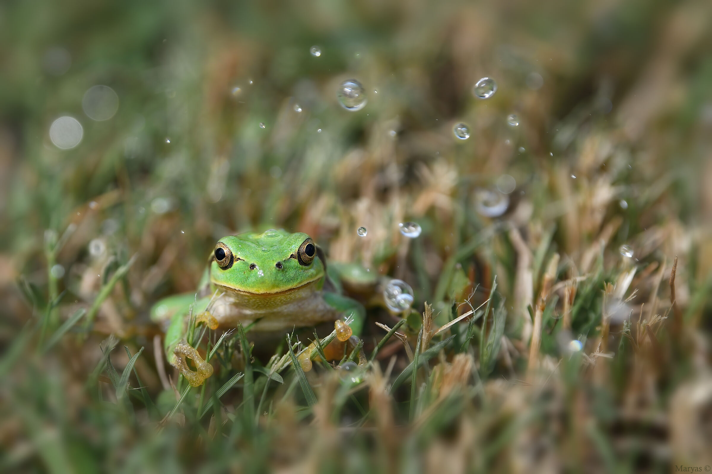 The tree frog and the water