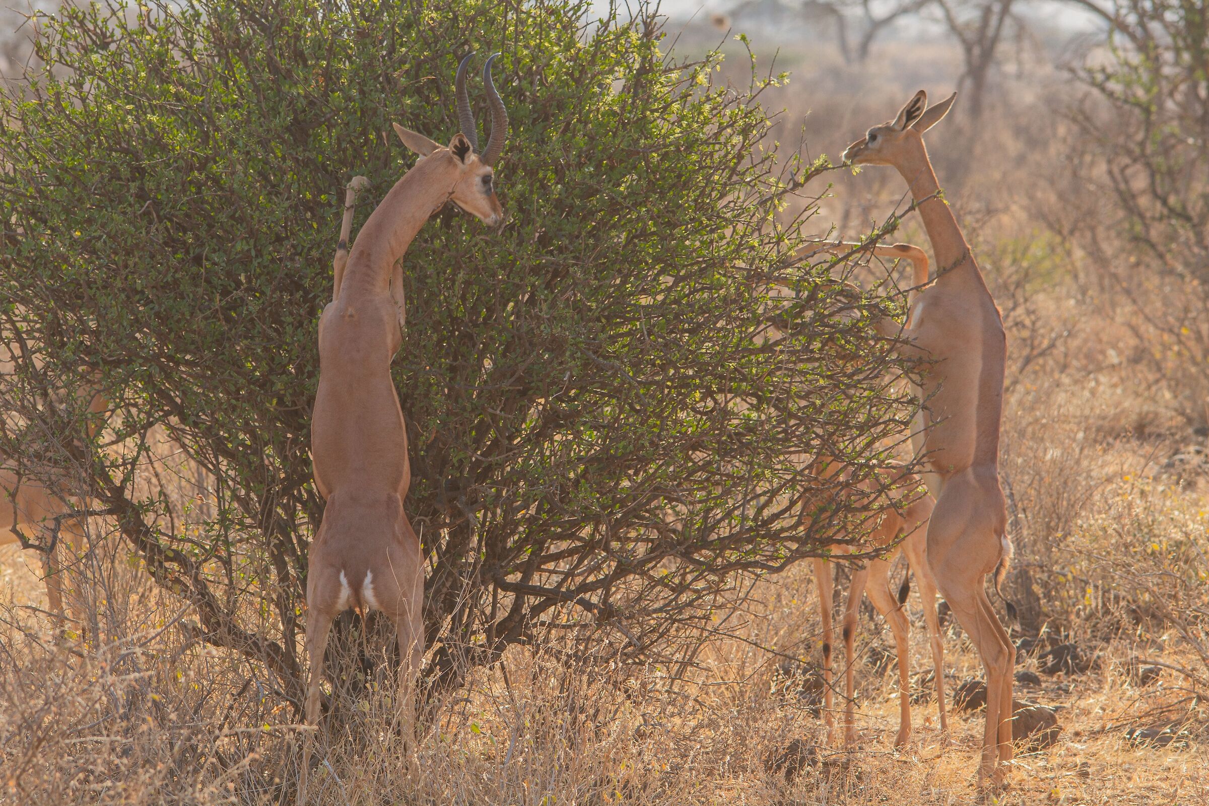 Gerenuk