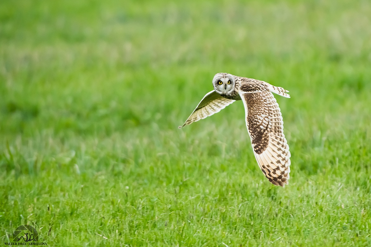 Gufo di palude in volo