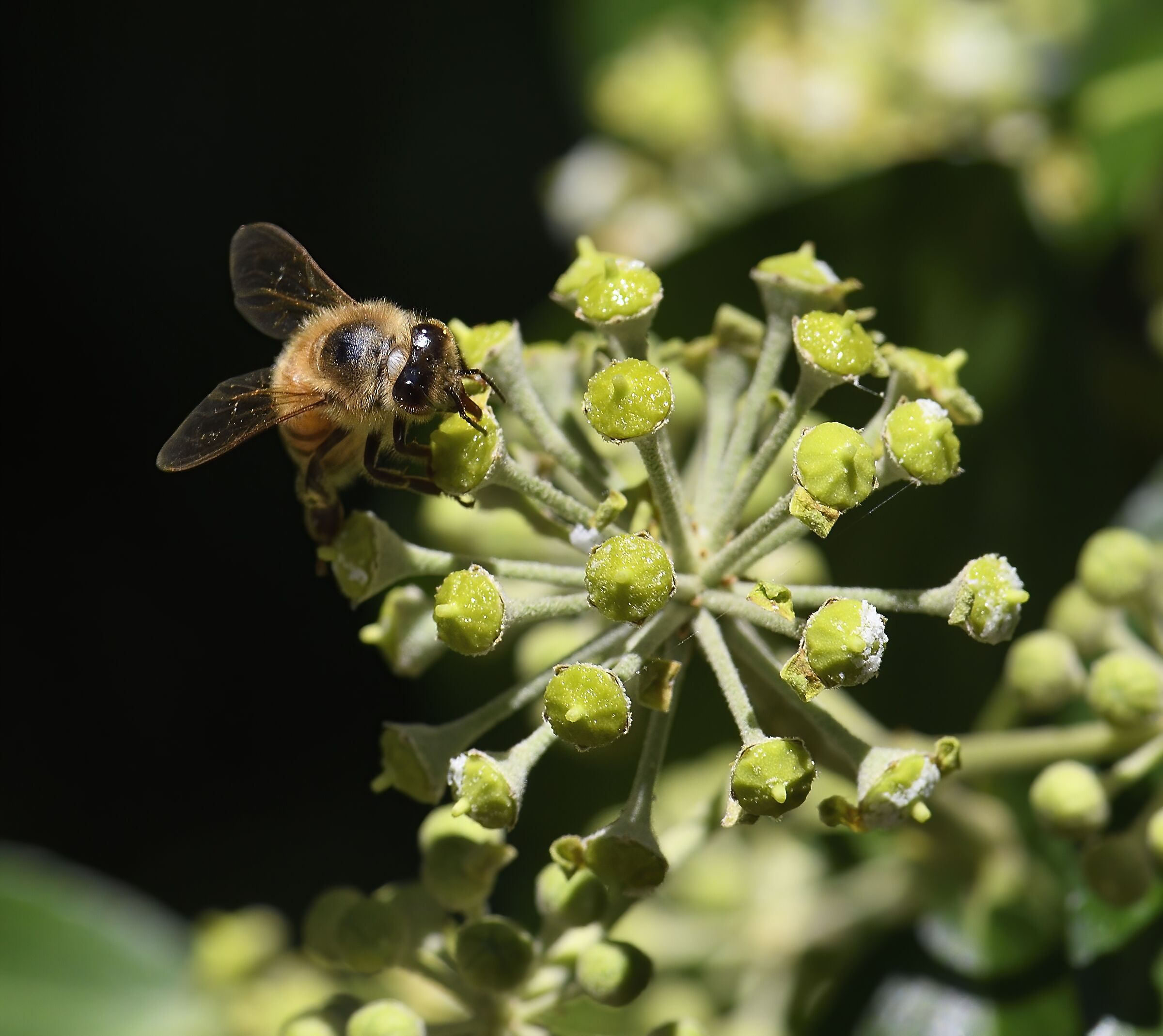 Non vanno mai in ferie ...