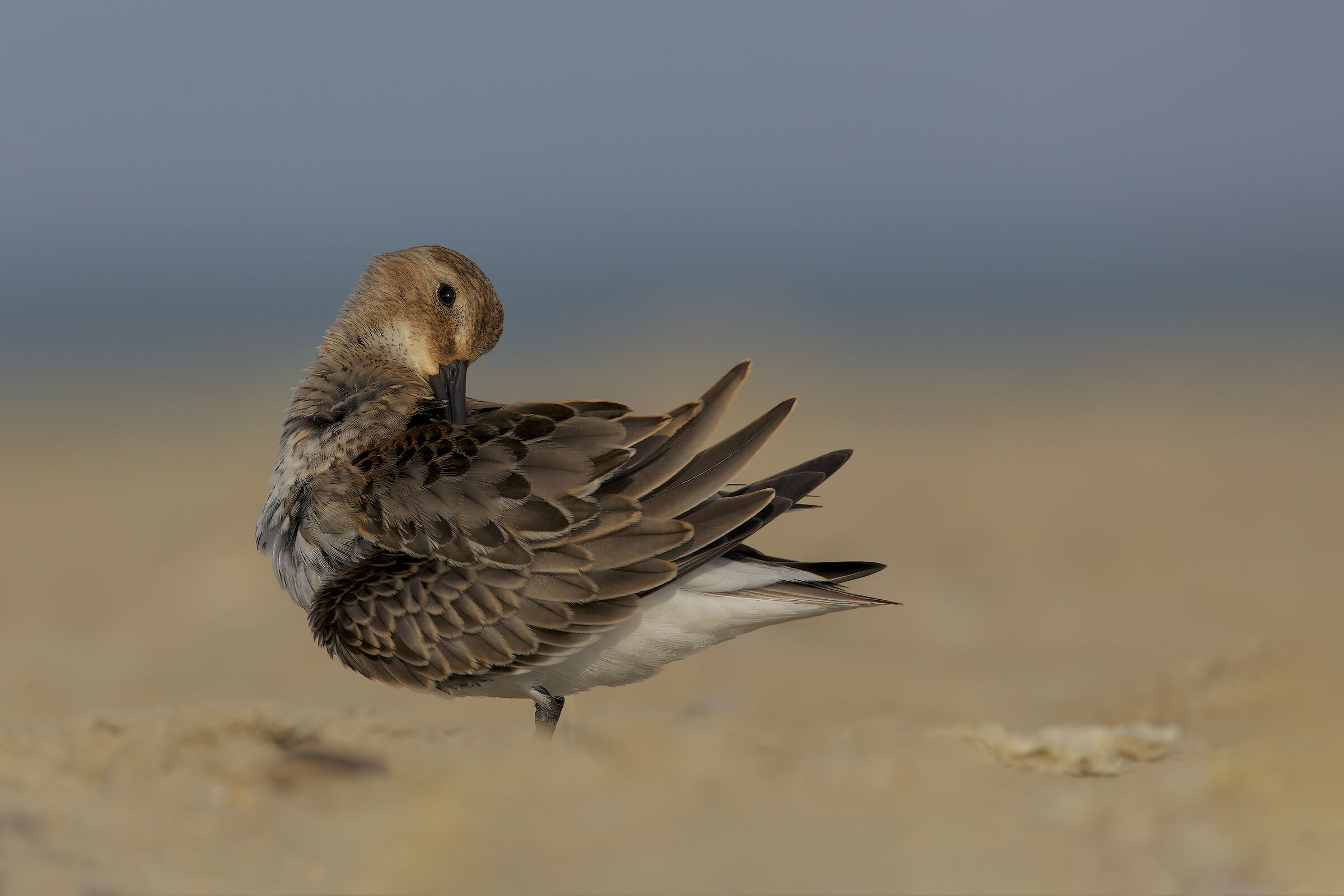 Piovanello pancianera