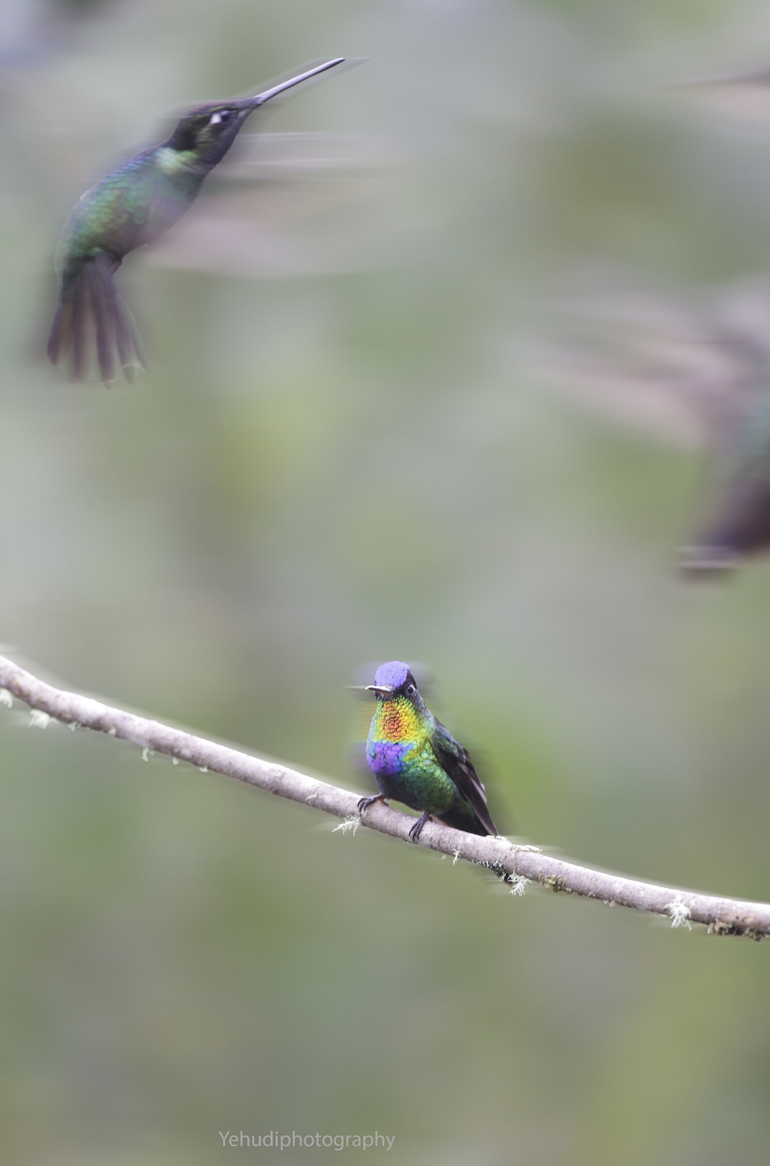 Colibrì dalla gola infuocata