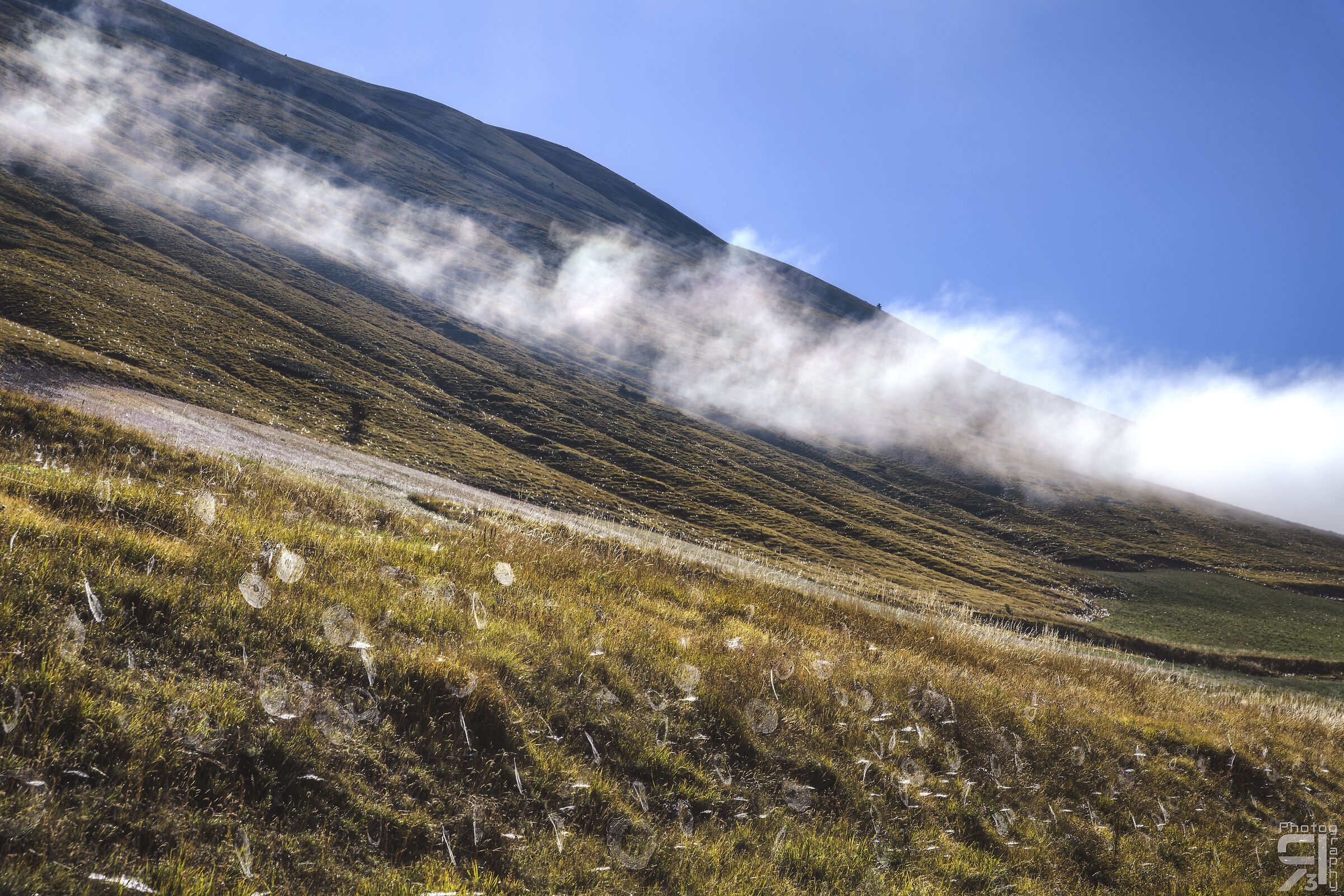 Fioritura di ragnatele