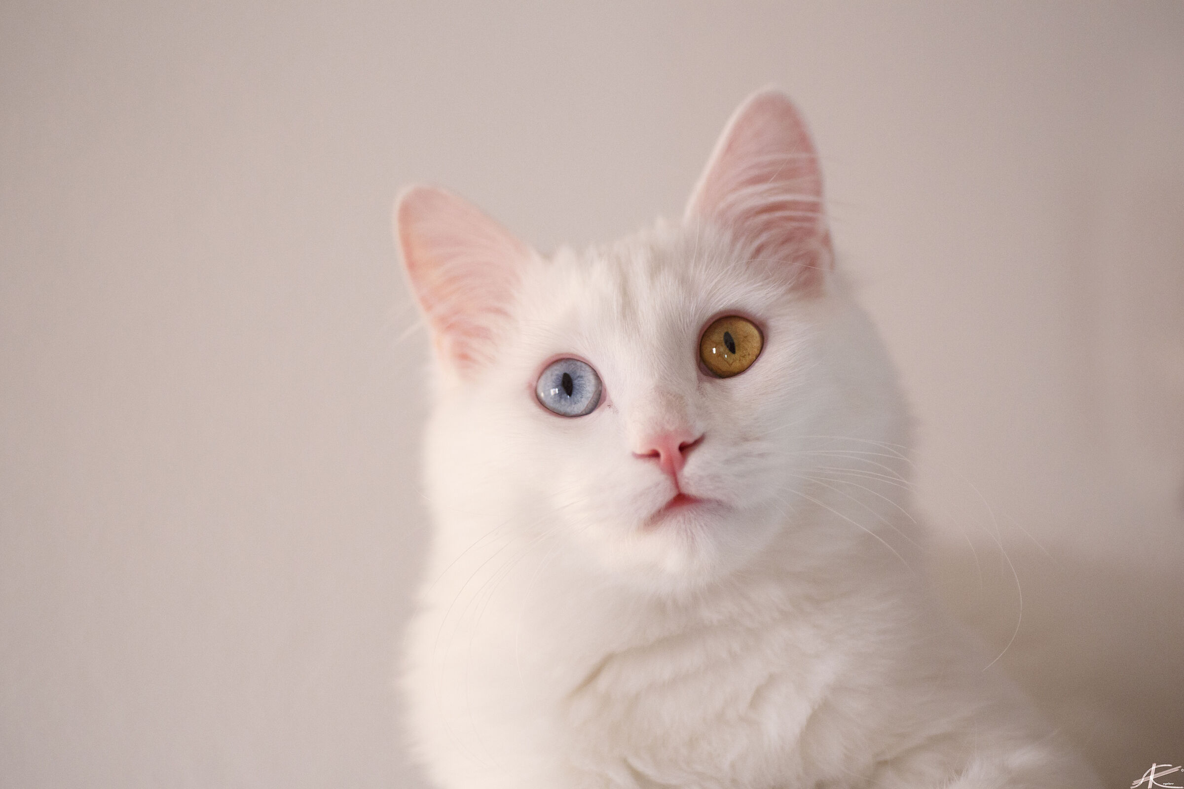 Cats 267