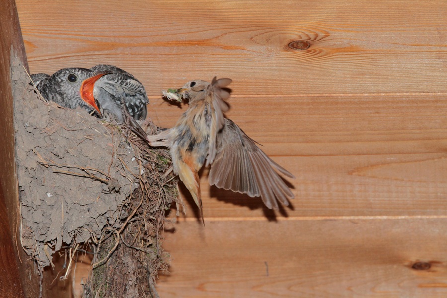 Redstart and Cuckoo