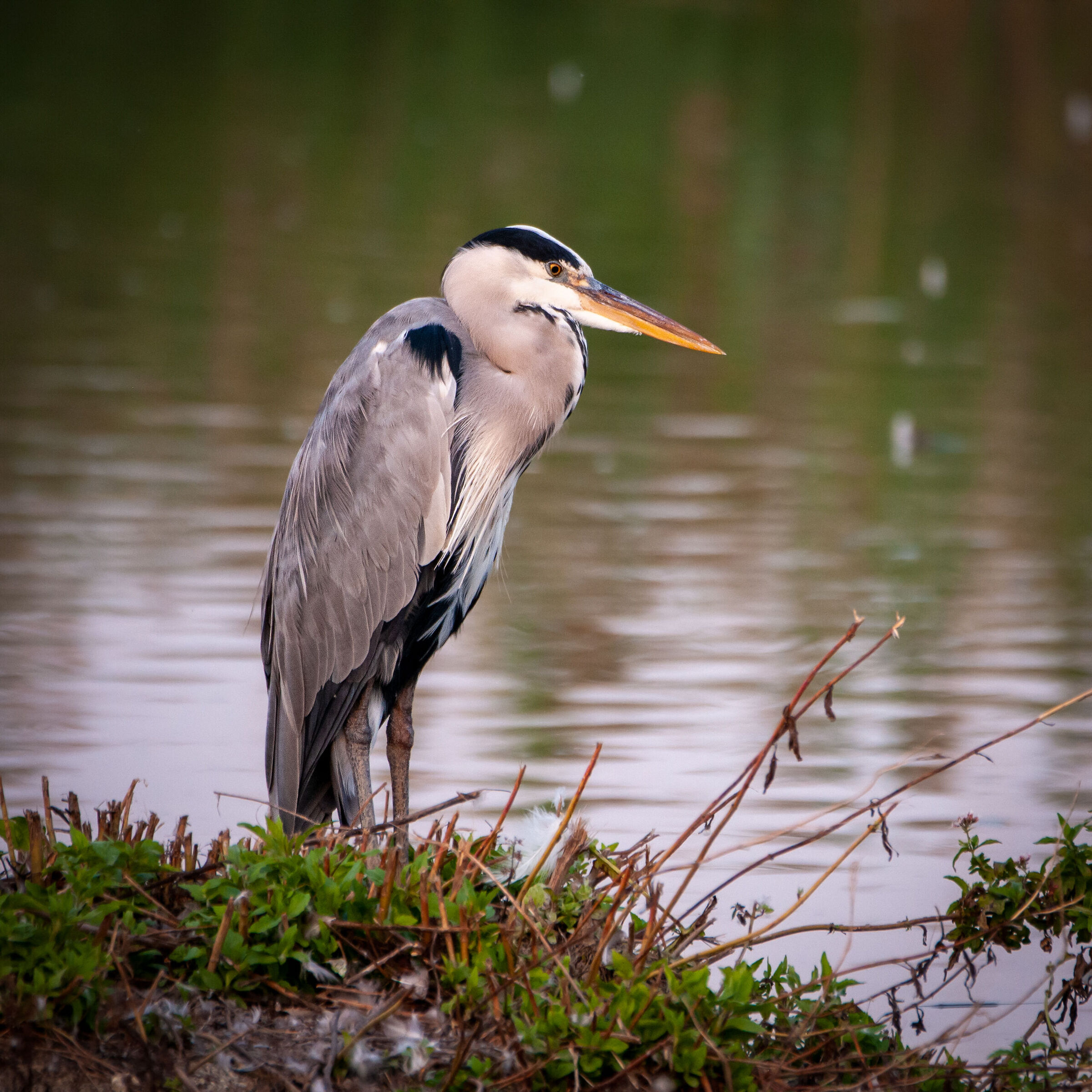Cosa mangio per cena?