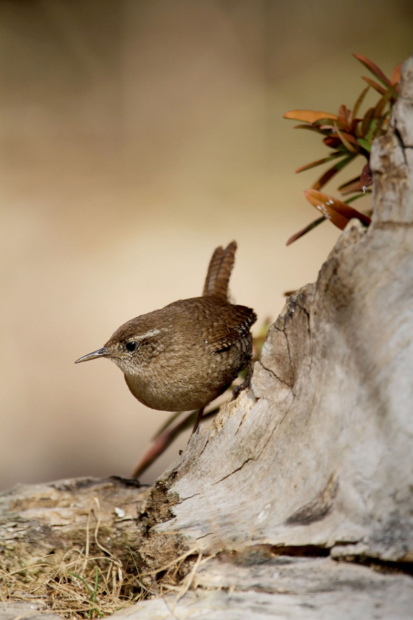 Wren