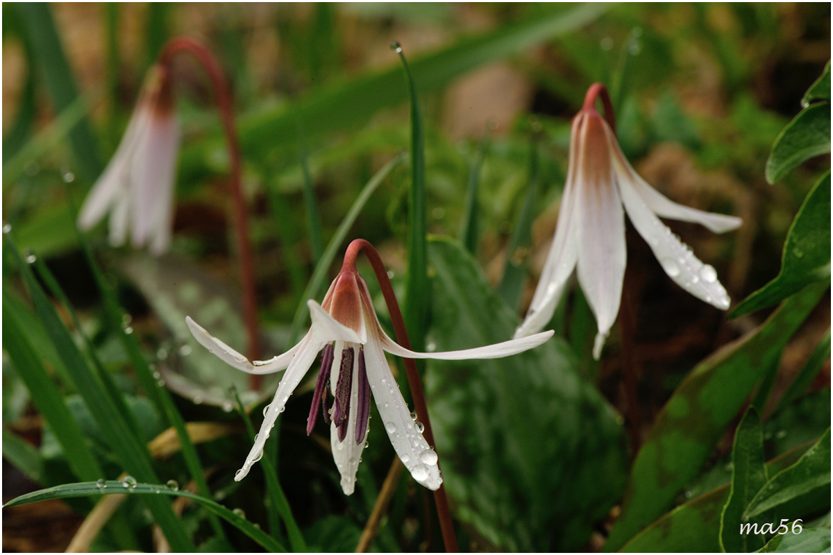 Erythronium dens-canis