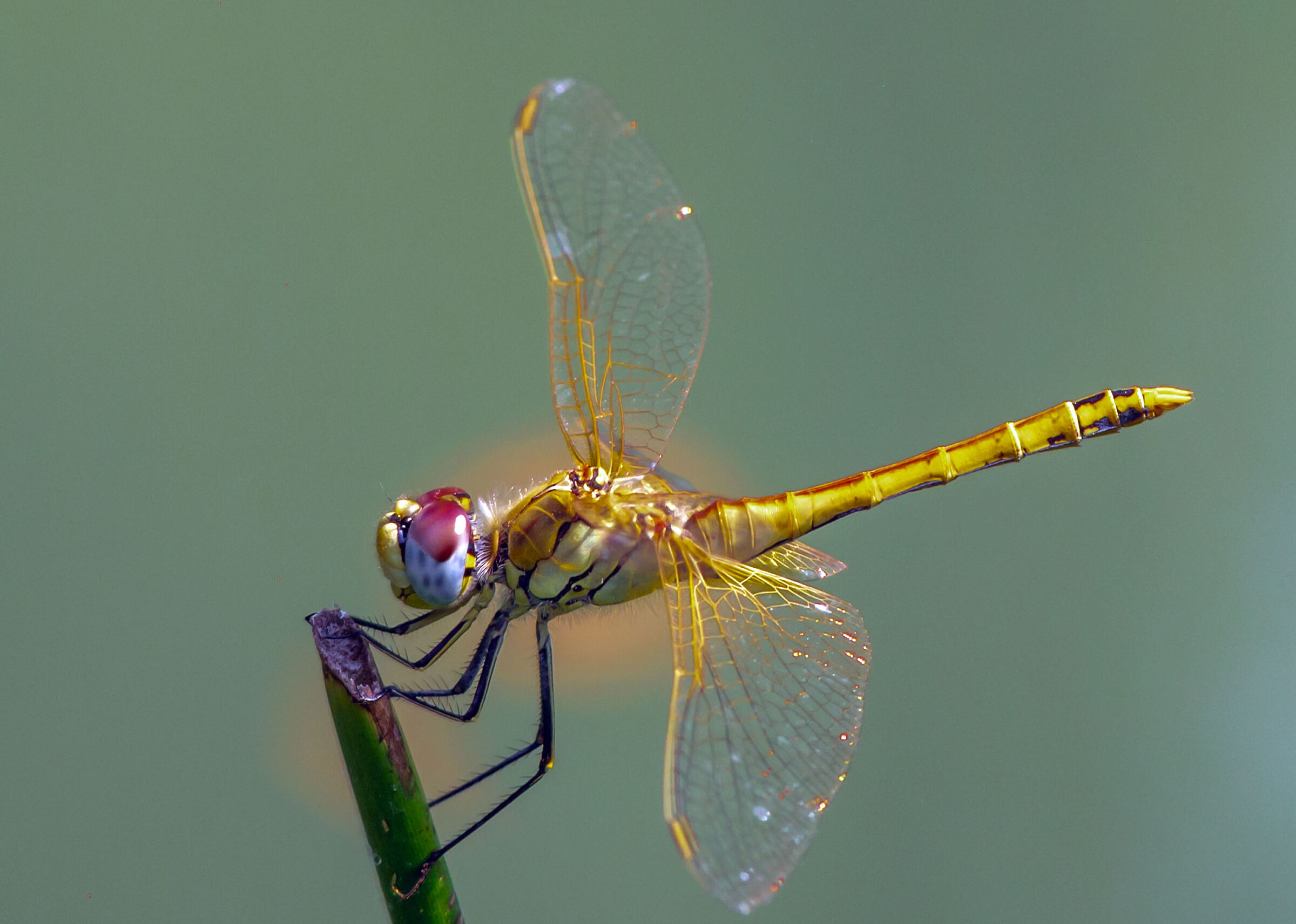 Libellula