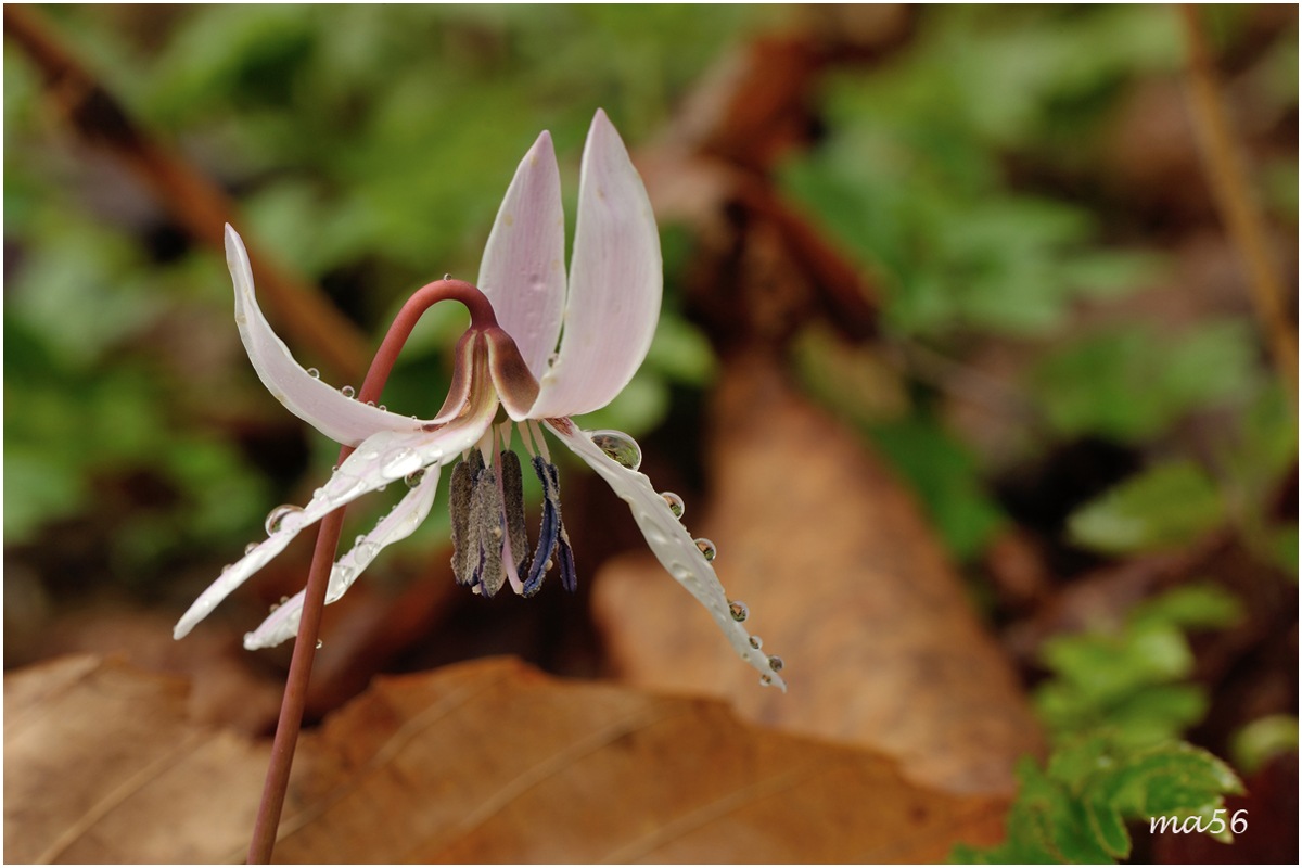 Erythronium dens-canis
