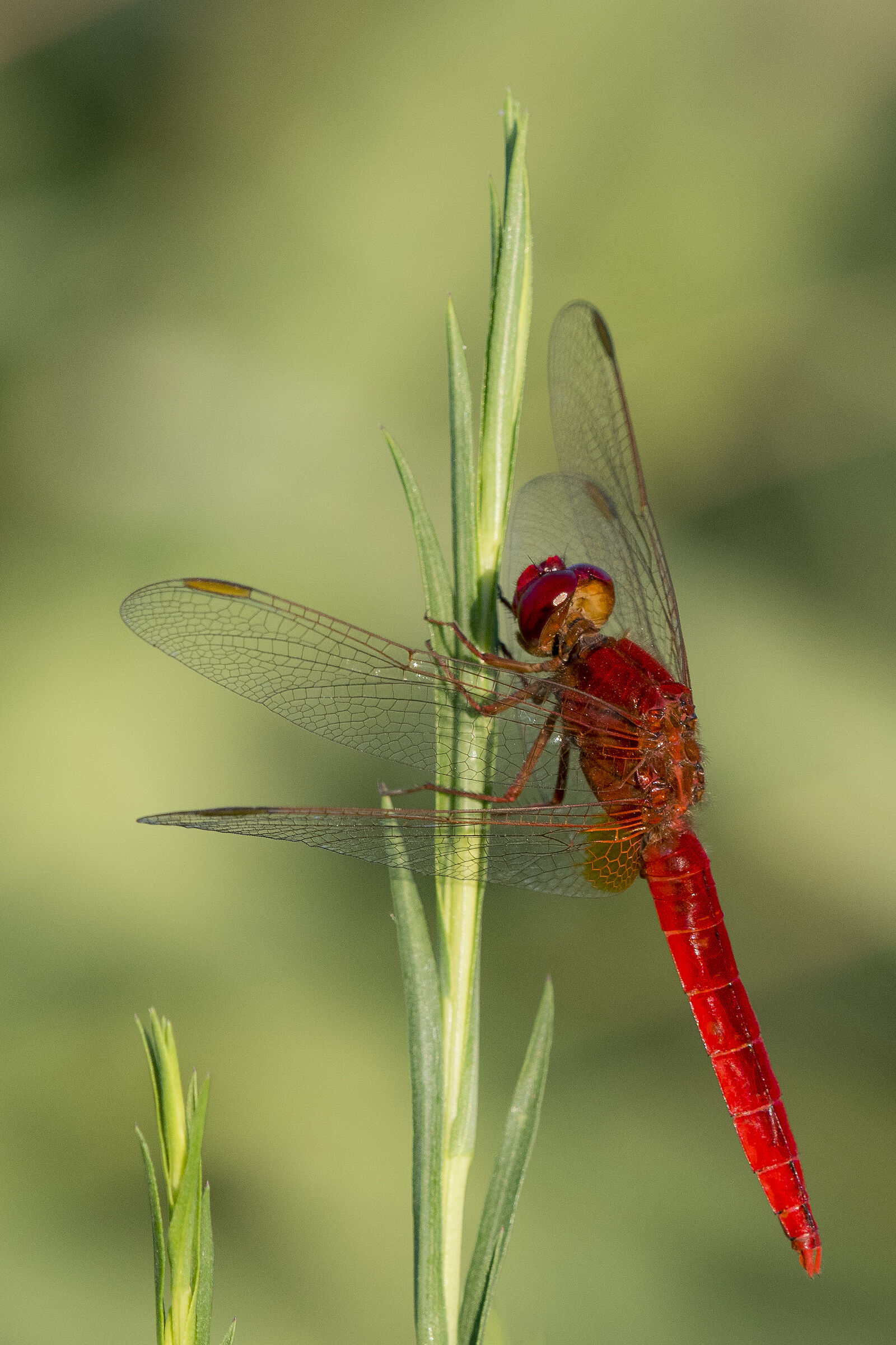 Frecciarossa (crocothemis erythtraea) maschio