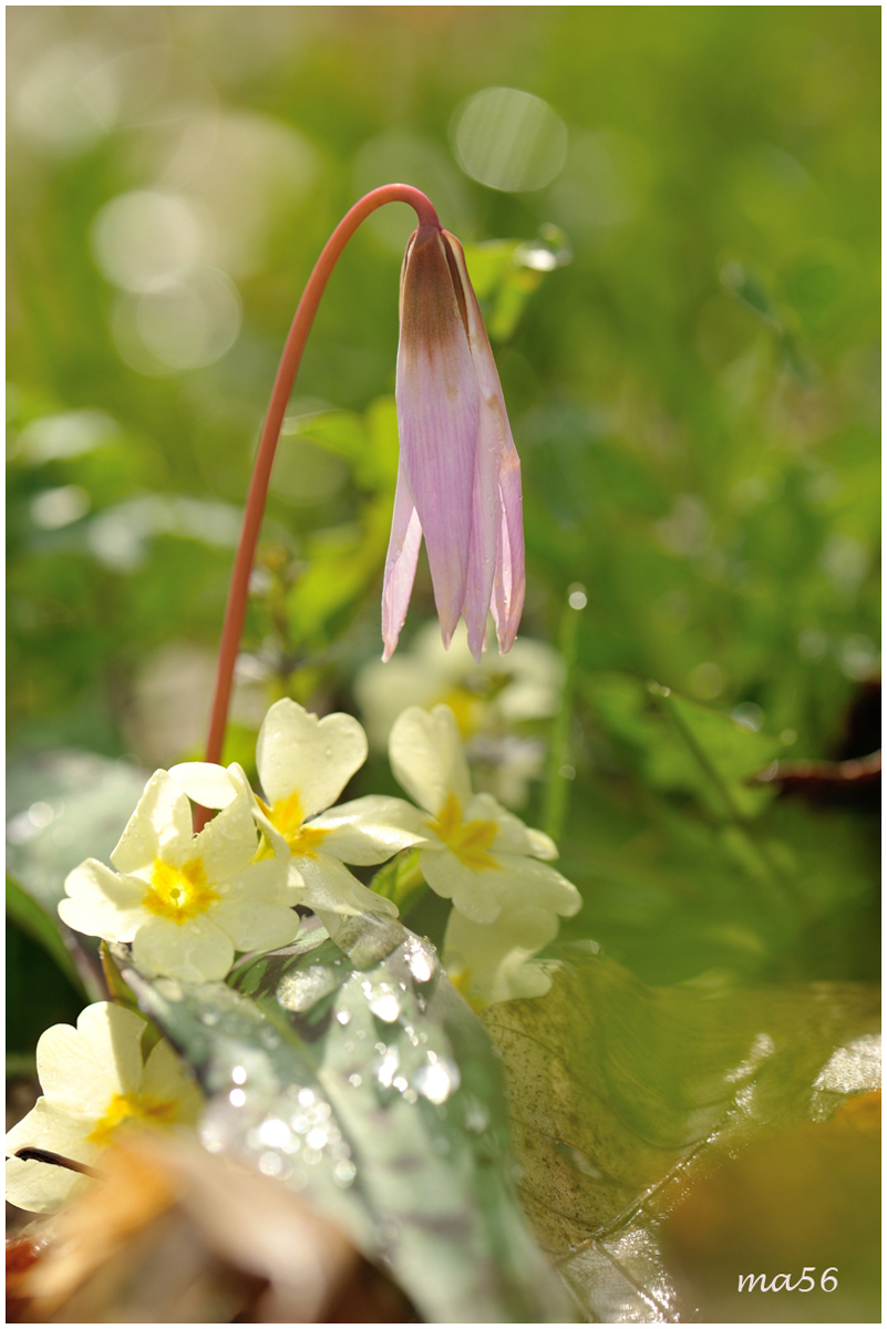 Erythronium dens-canis