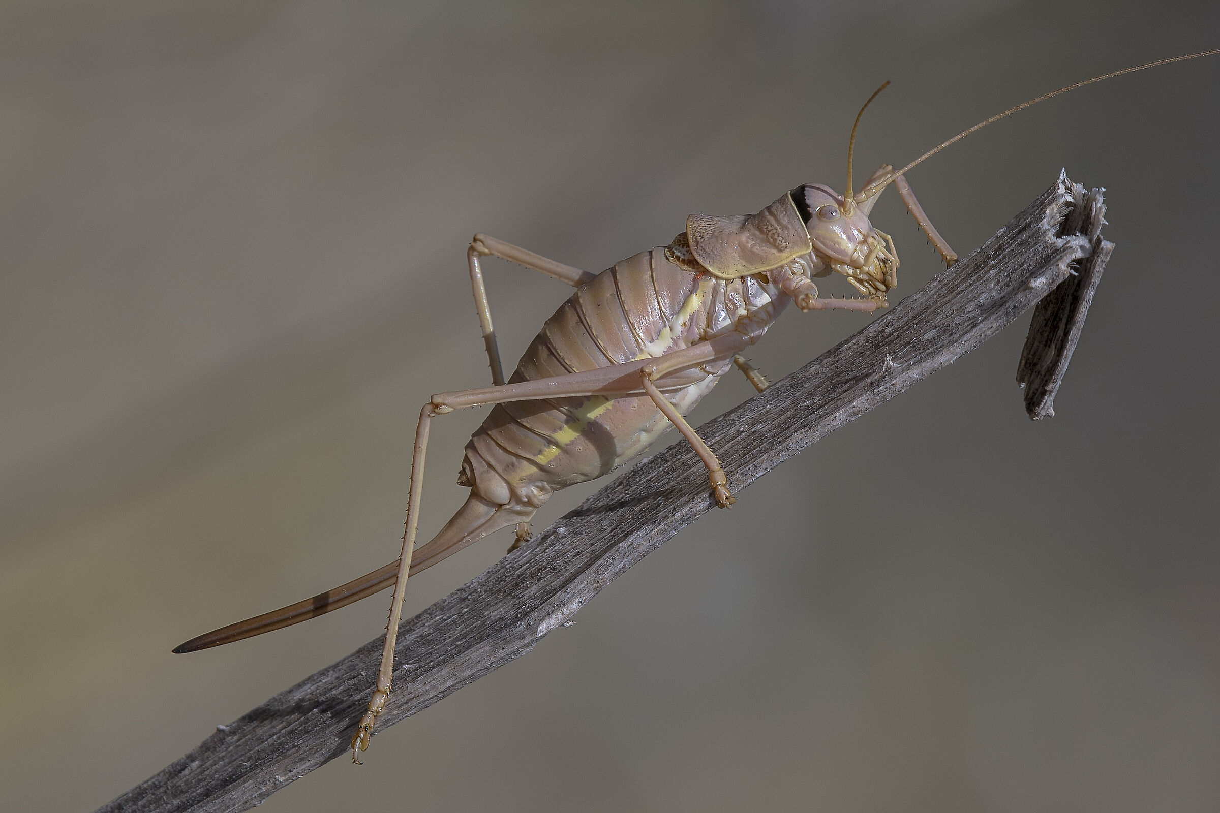 Ephippiger terrestris