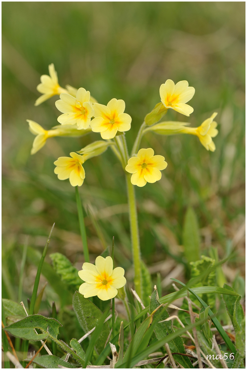 Primula Veris