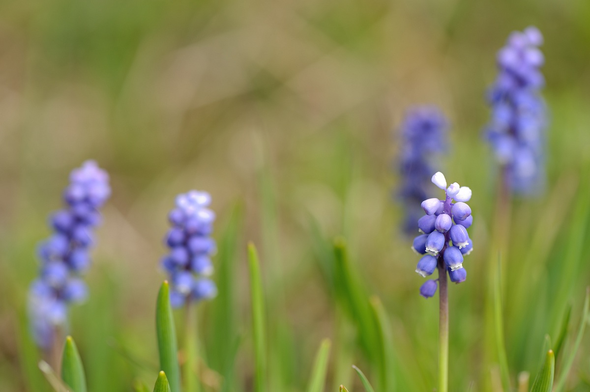 Muscari Blue