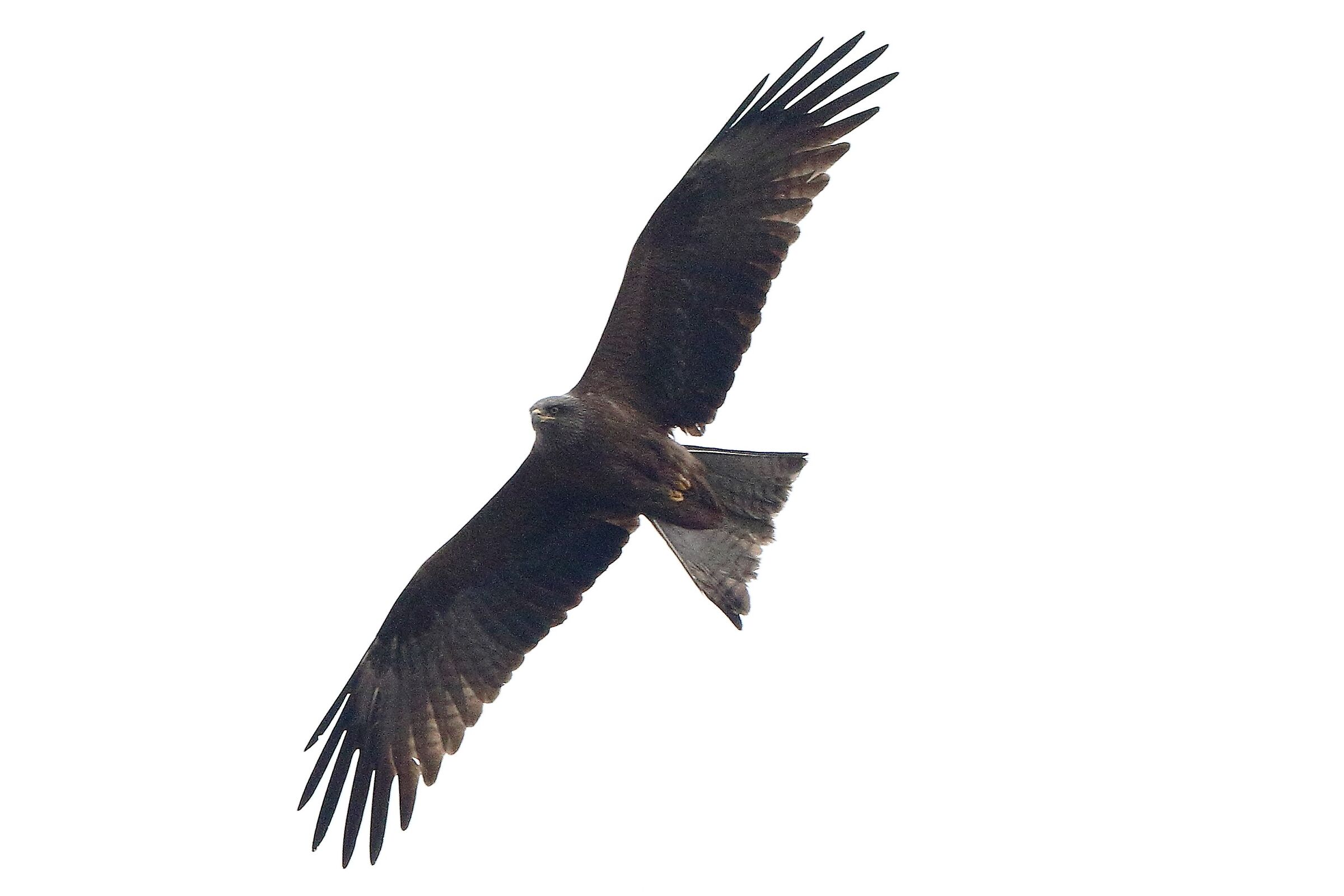 Black kite