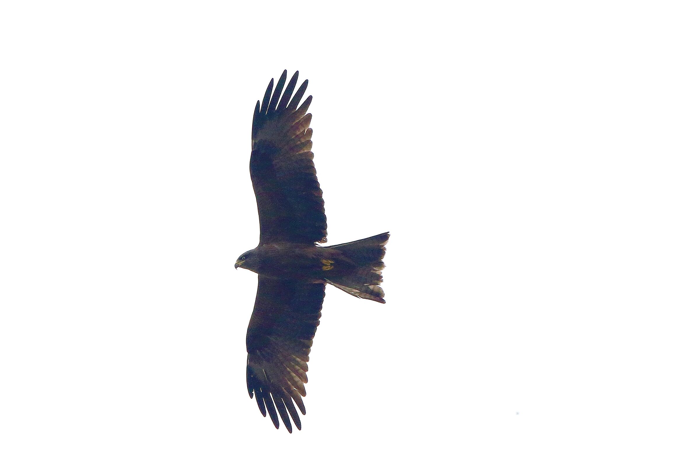 Black kite