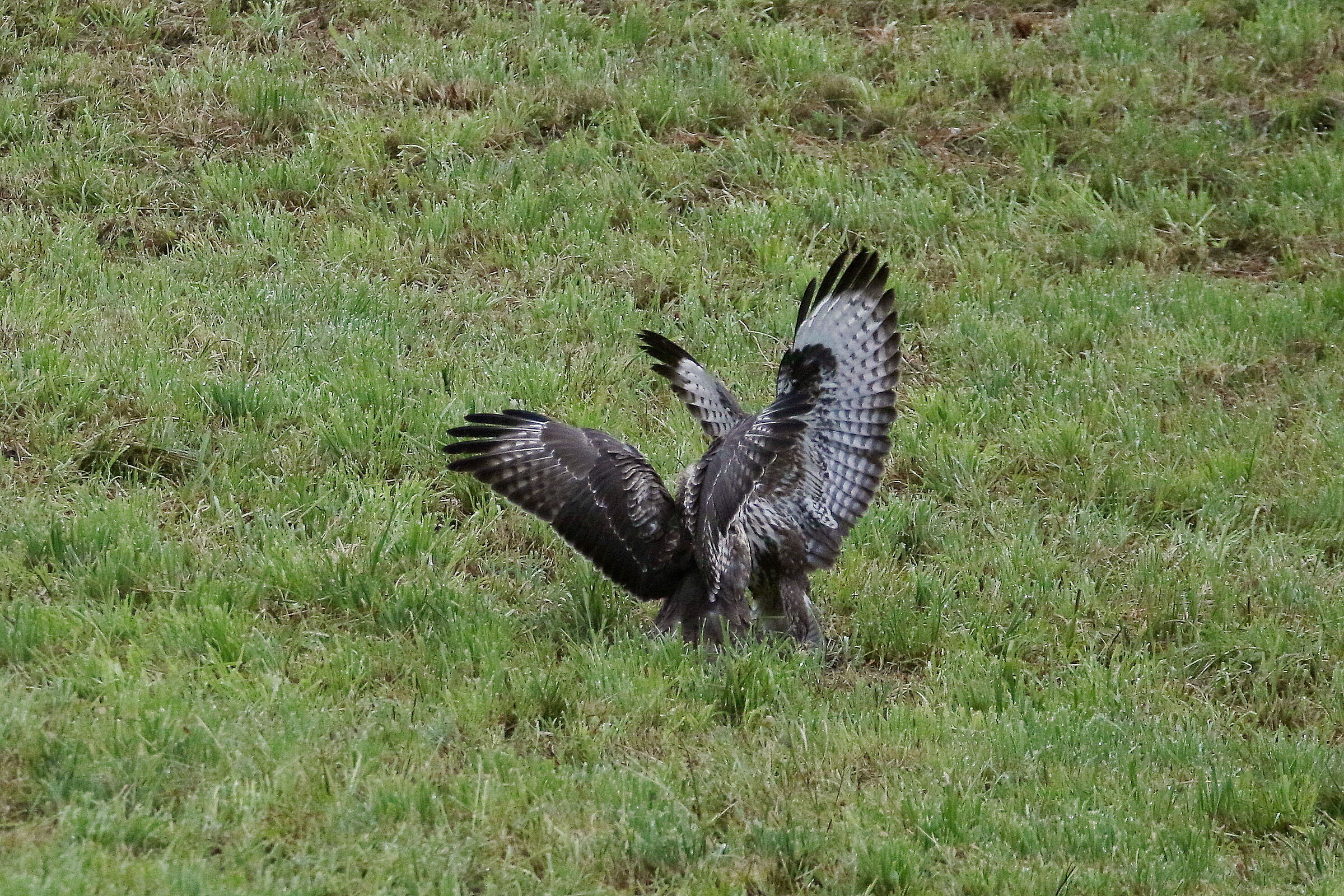scontri rituali tra poiane 1