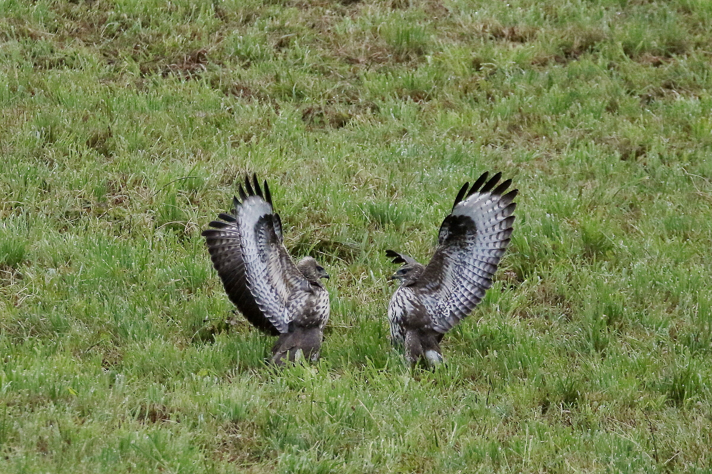 scontri rituali tra poiane 2