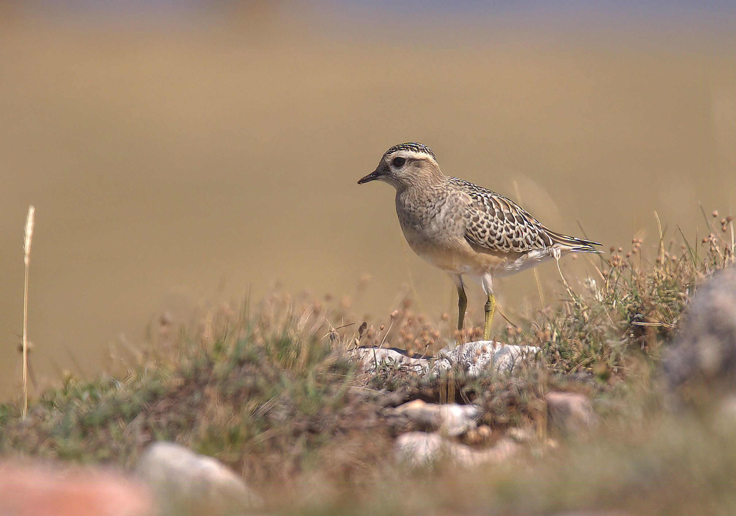 Tortolino plover