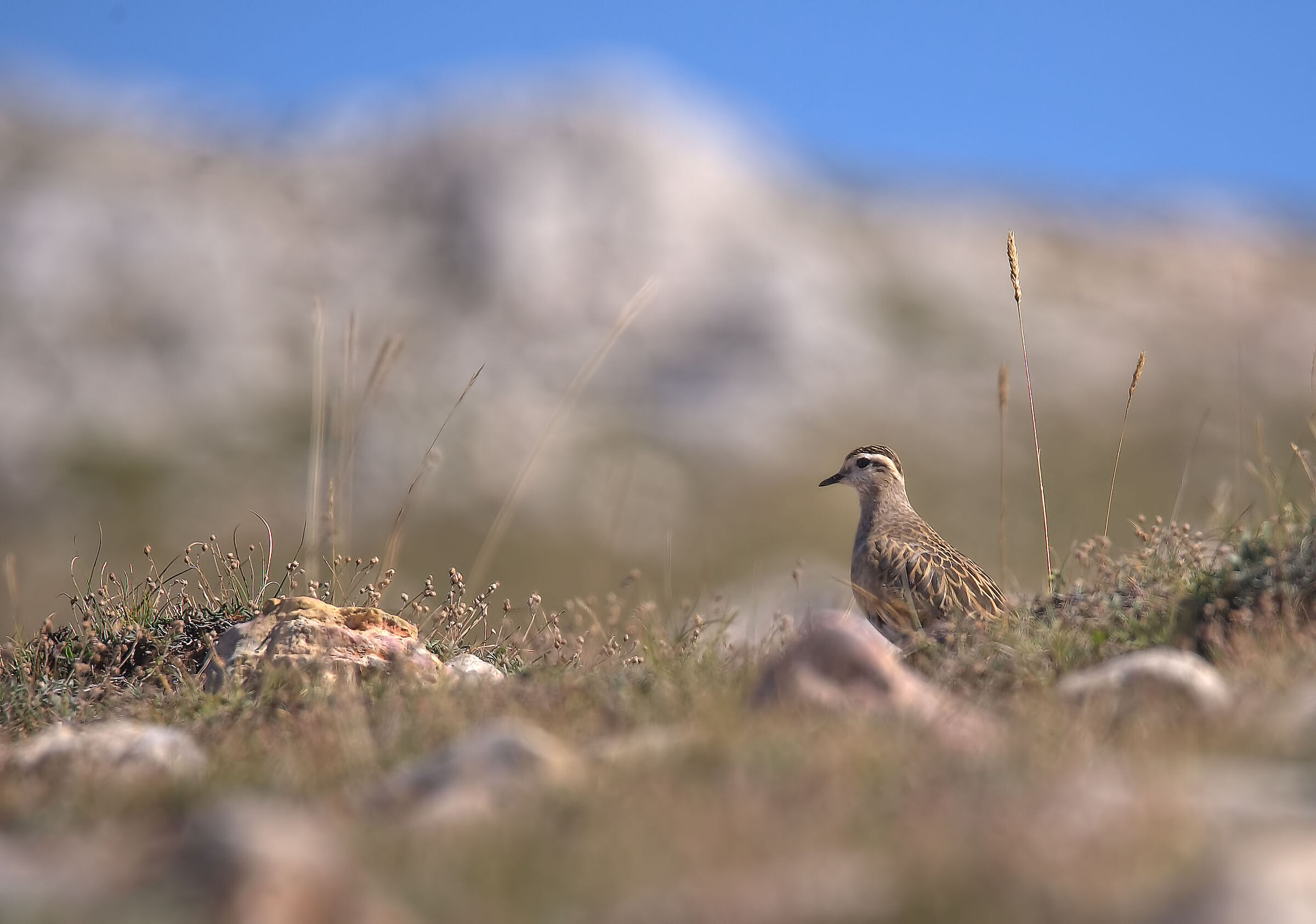 Tortolino plover