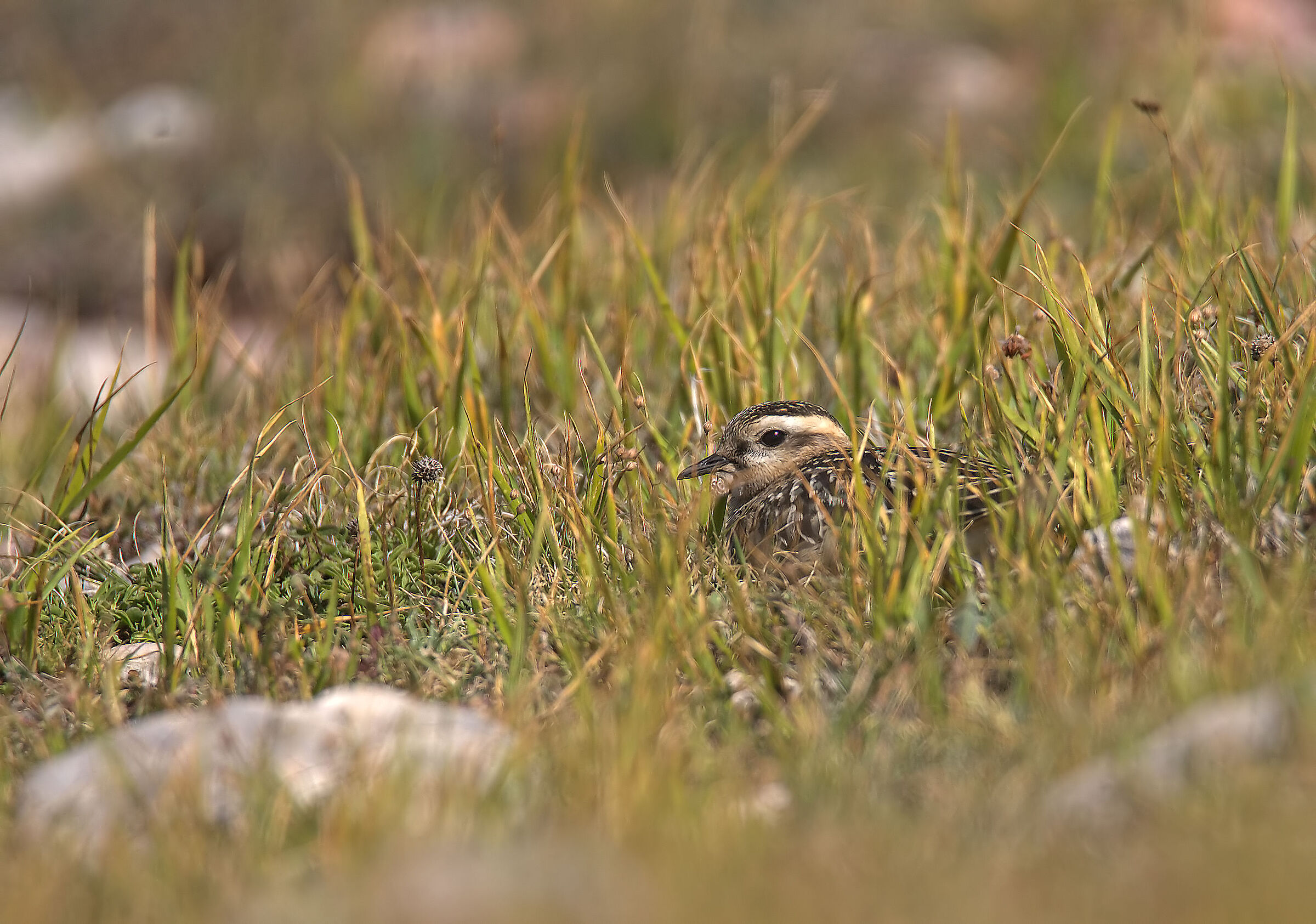 Tortolino plover