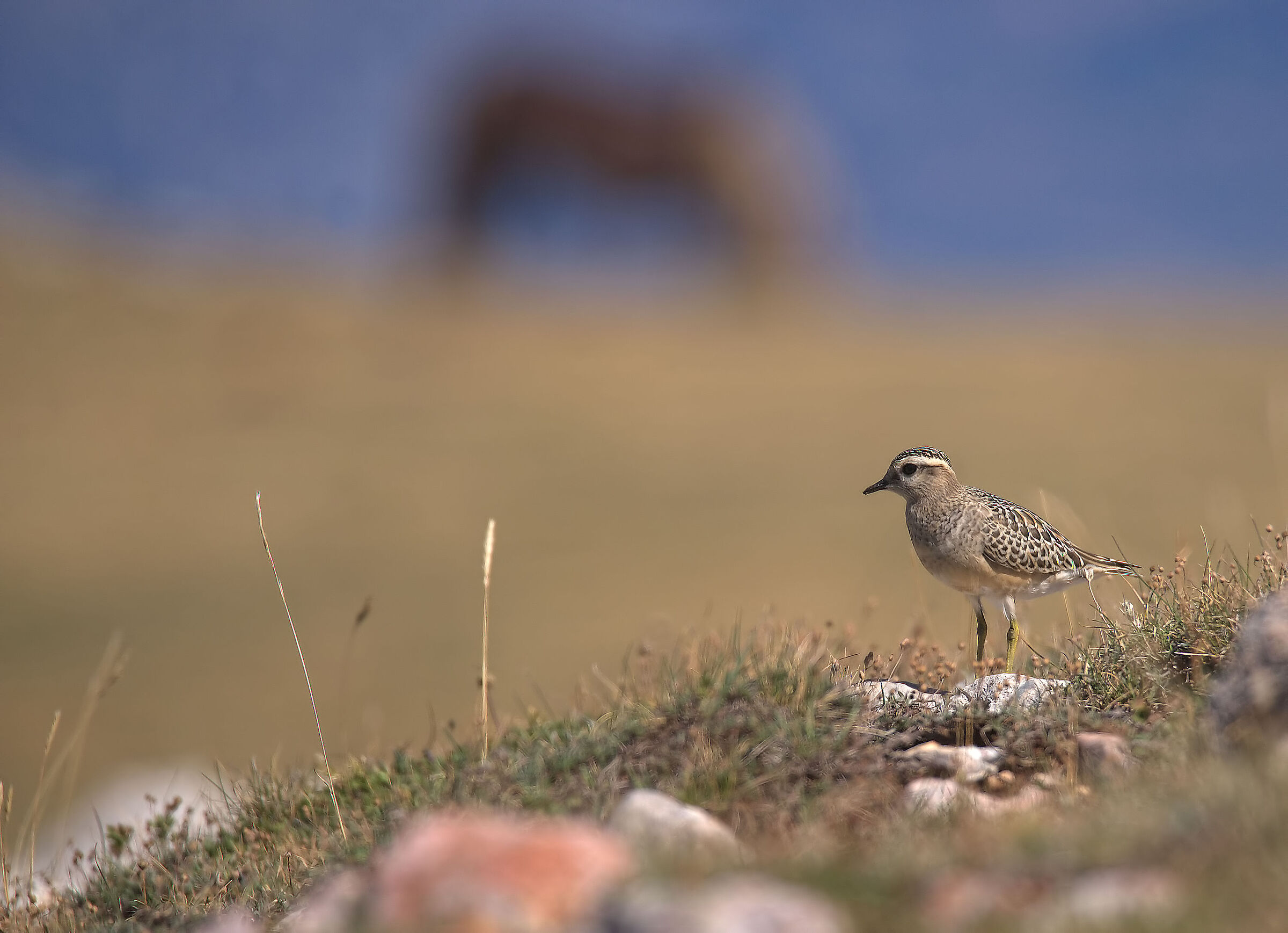 Tortolino plover