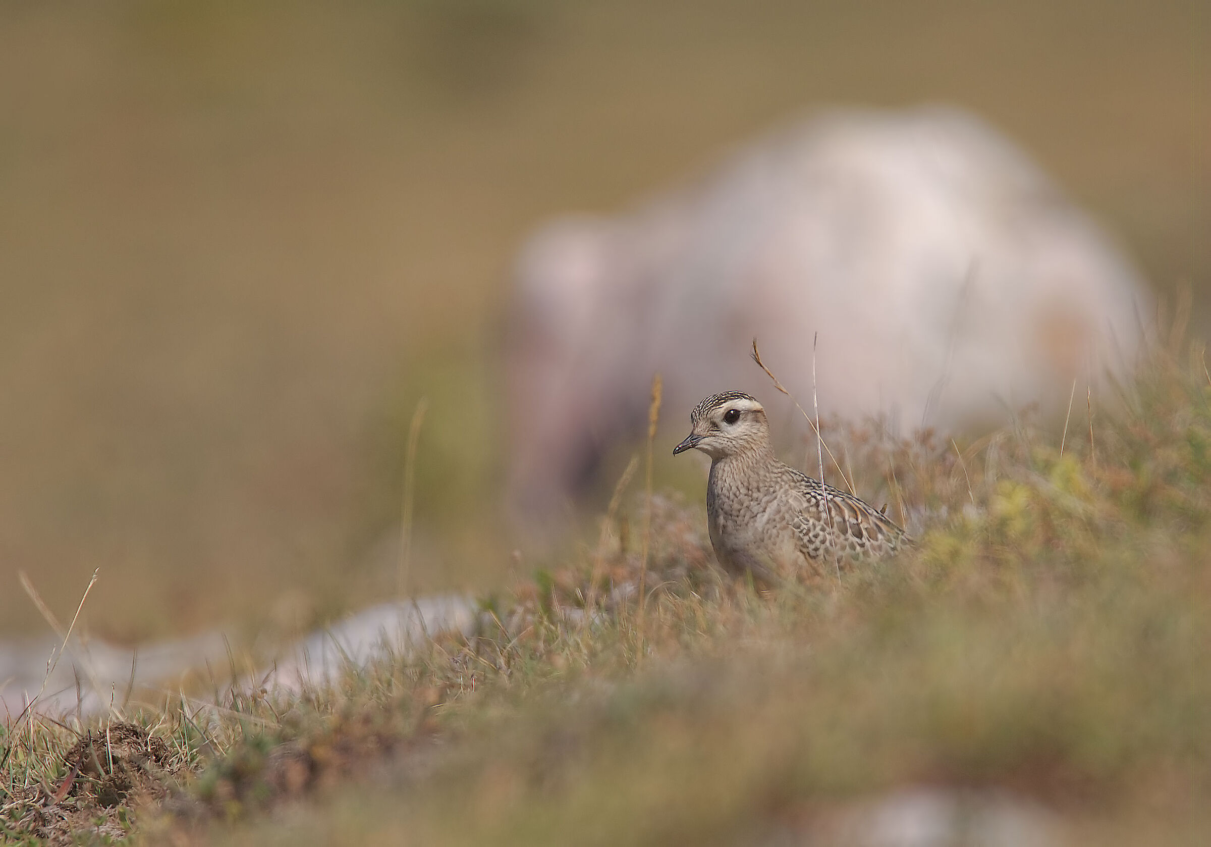 Tortolino plover