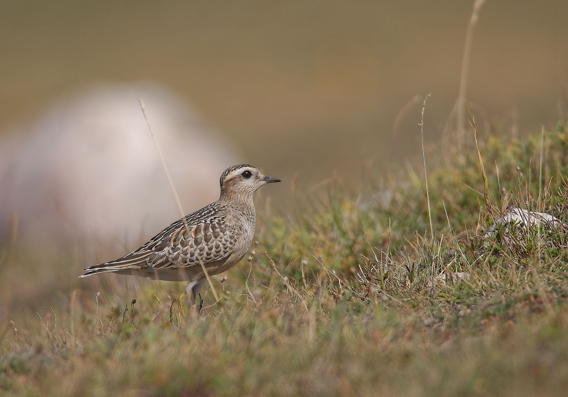 Tortolino plover