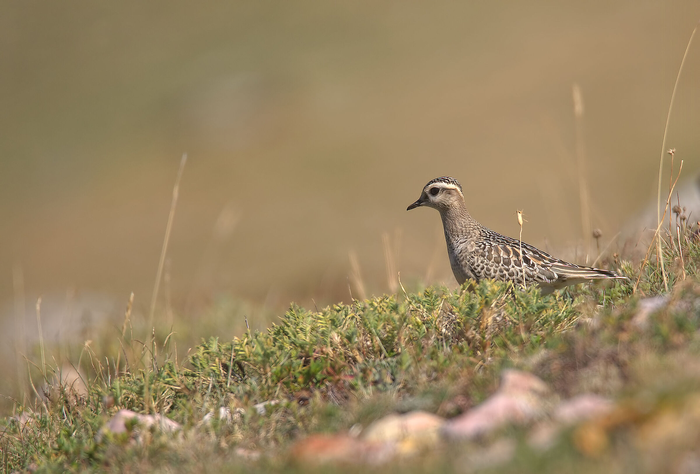 Tortolino plover