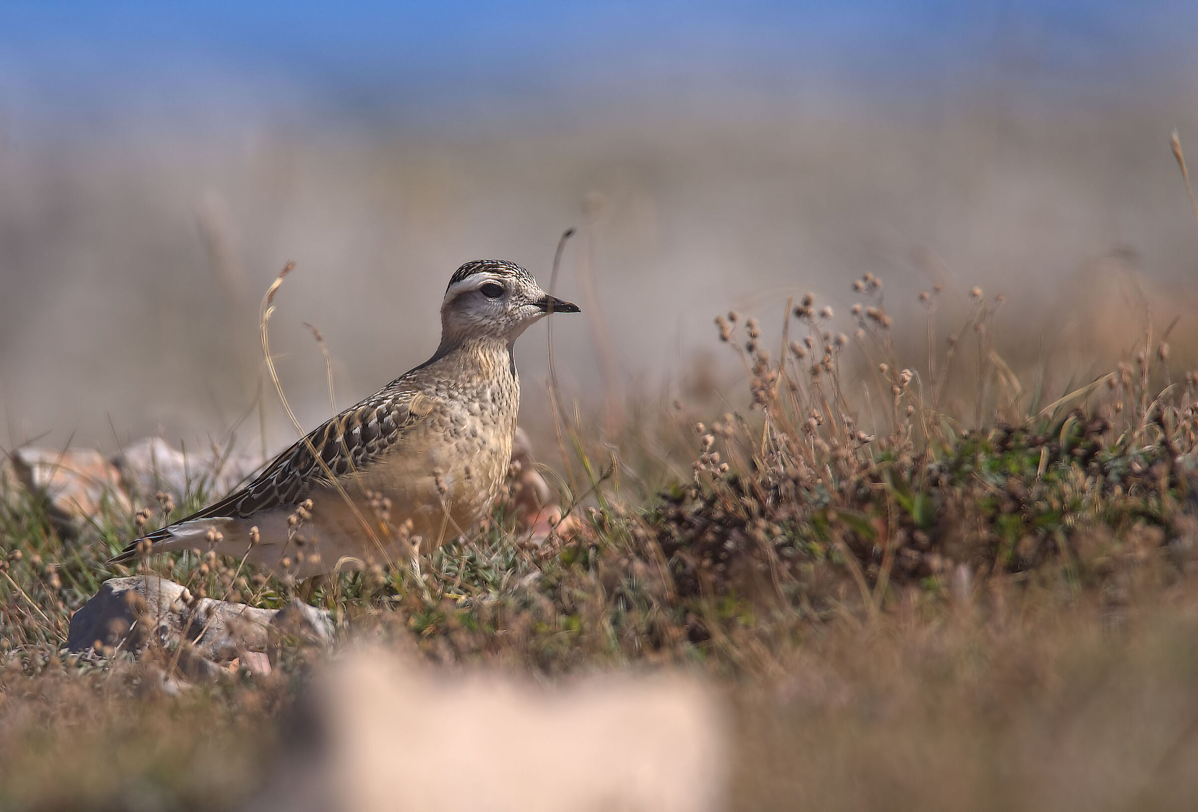 Tortolino plover
