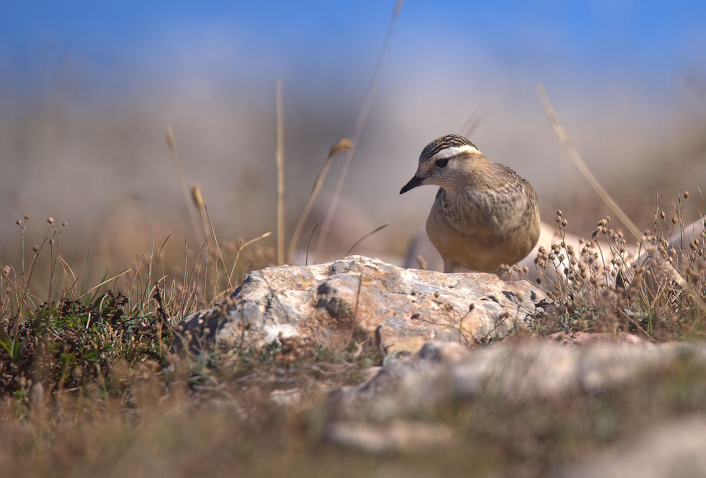 Tortolino plover