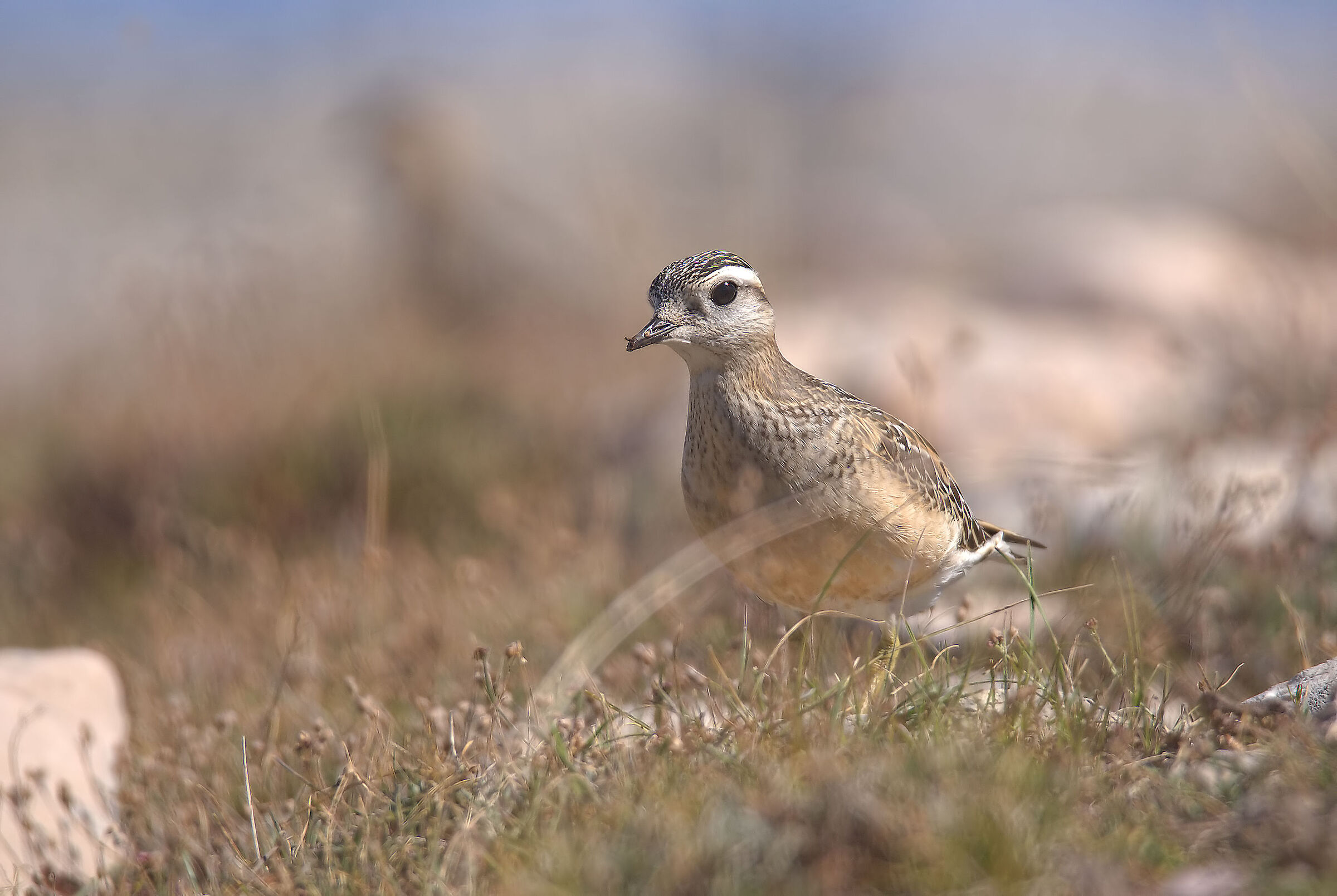Tortolino plover
