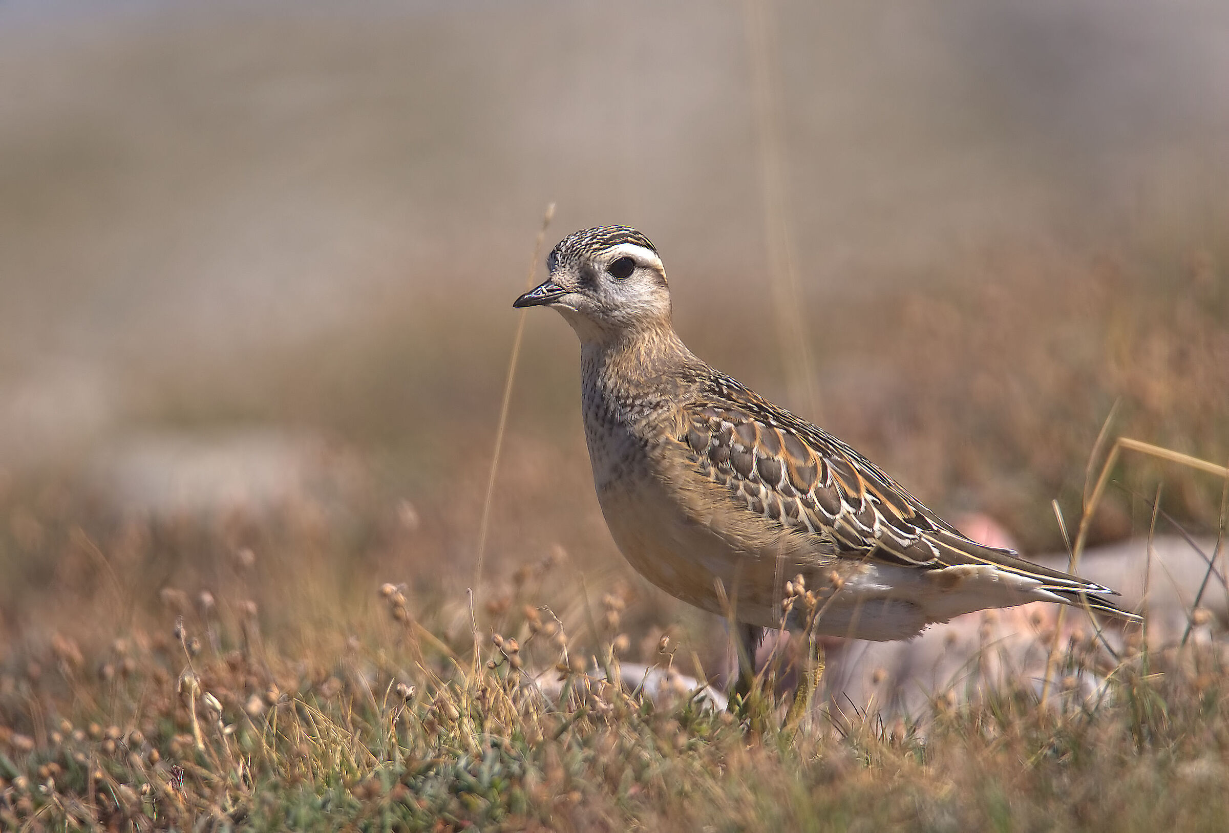 Tortolino plover